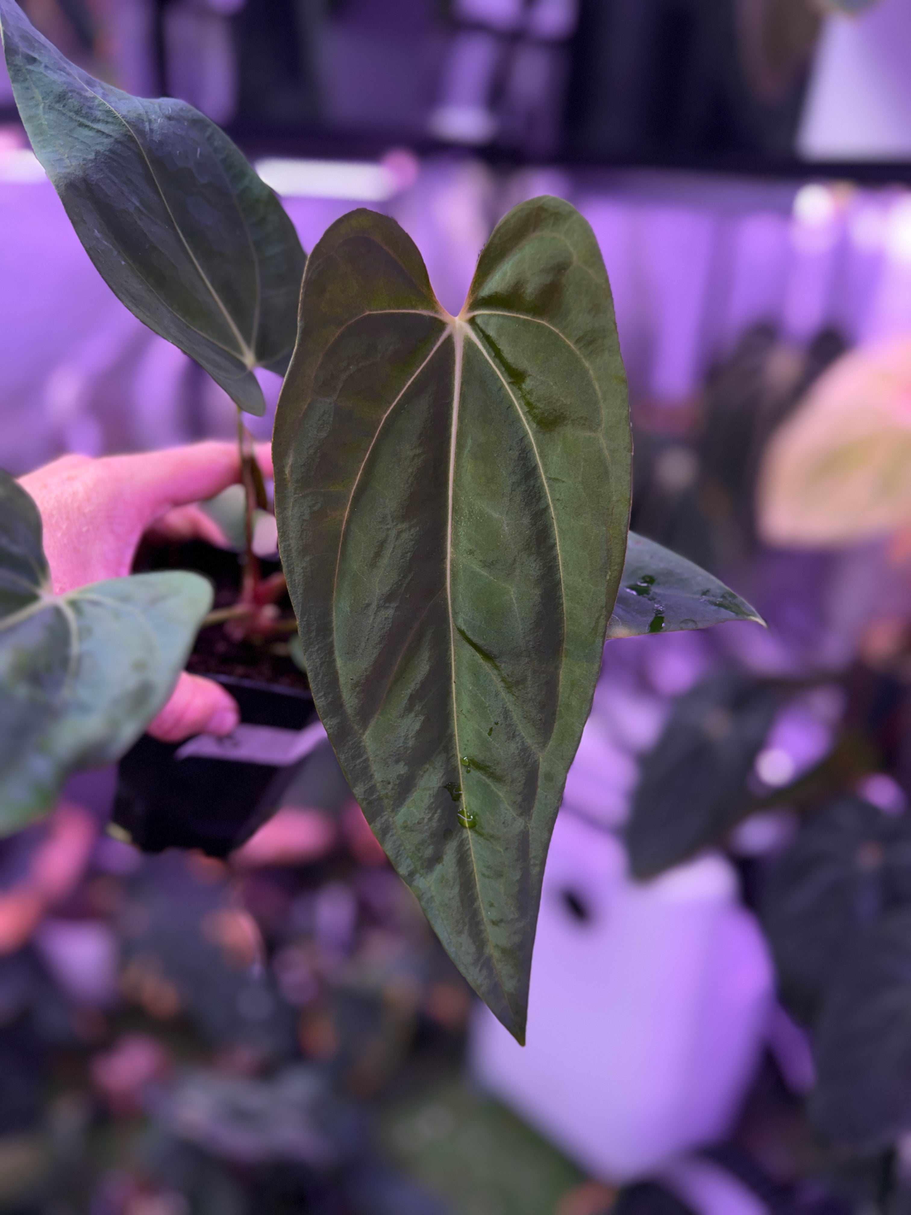 Anthurium sp. nov. DF x carlablackiae "RA5x10" B