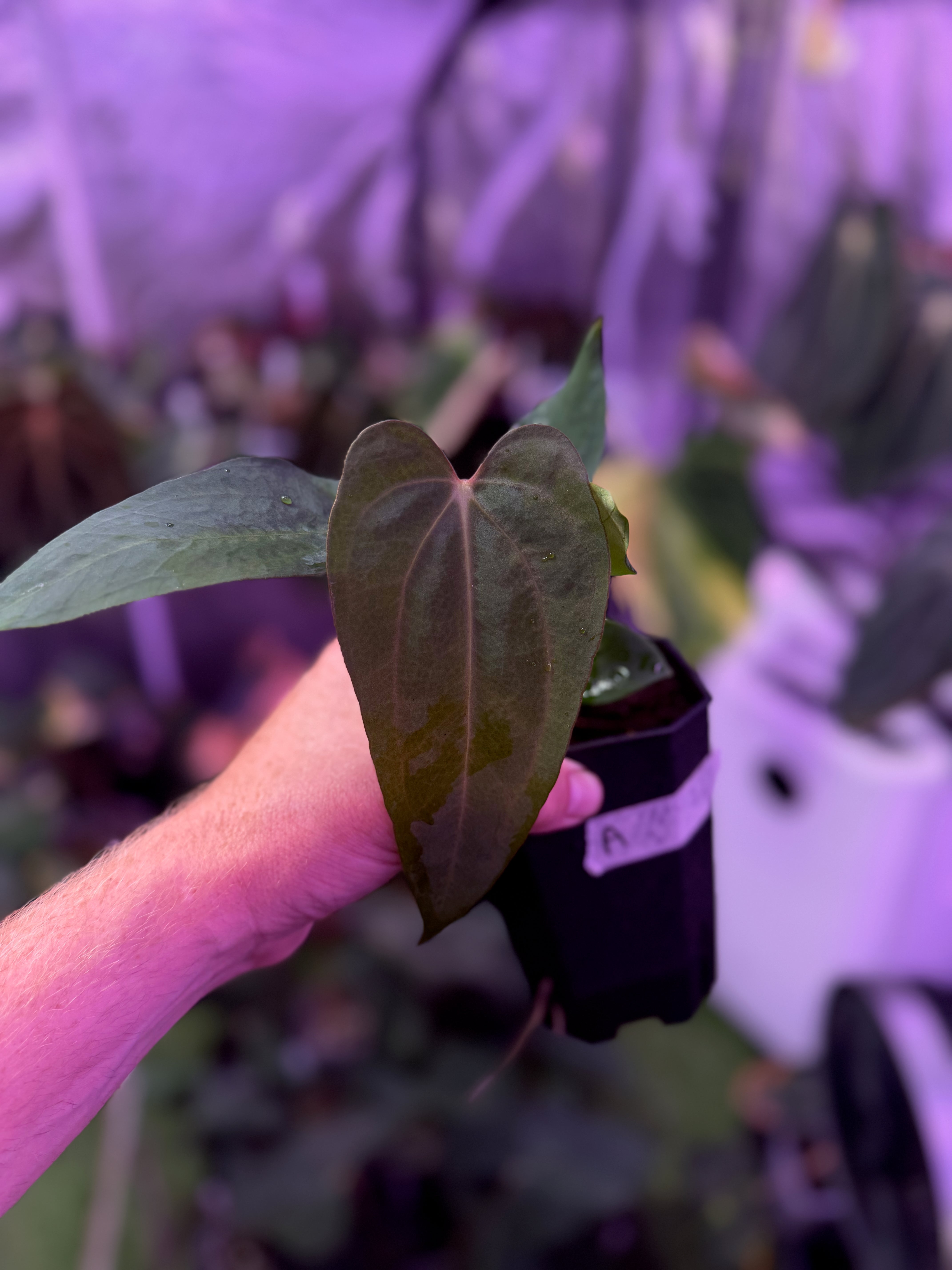 Anthurium sp. nov. DF x carlablackiae "RA5x10" A