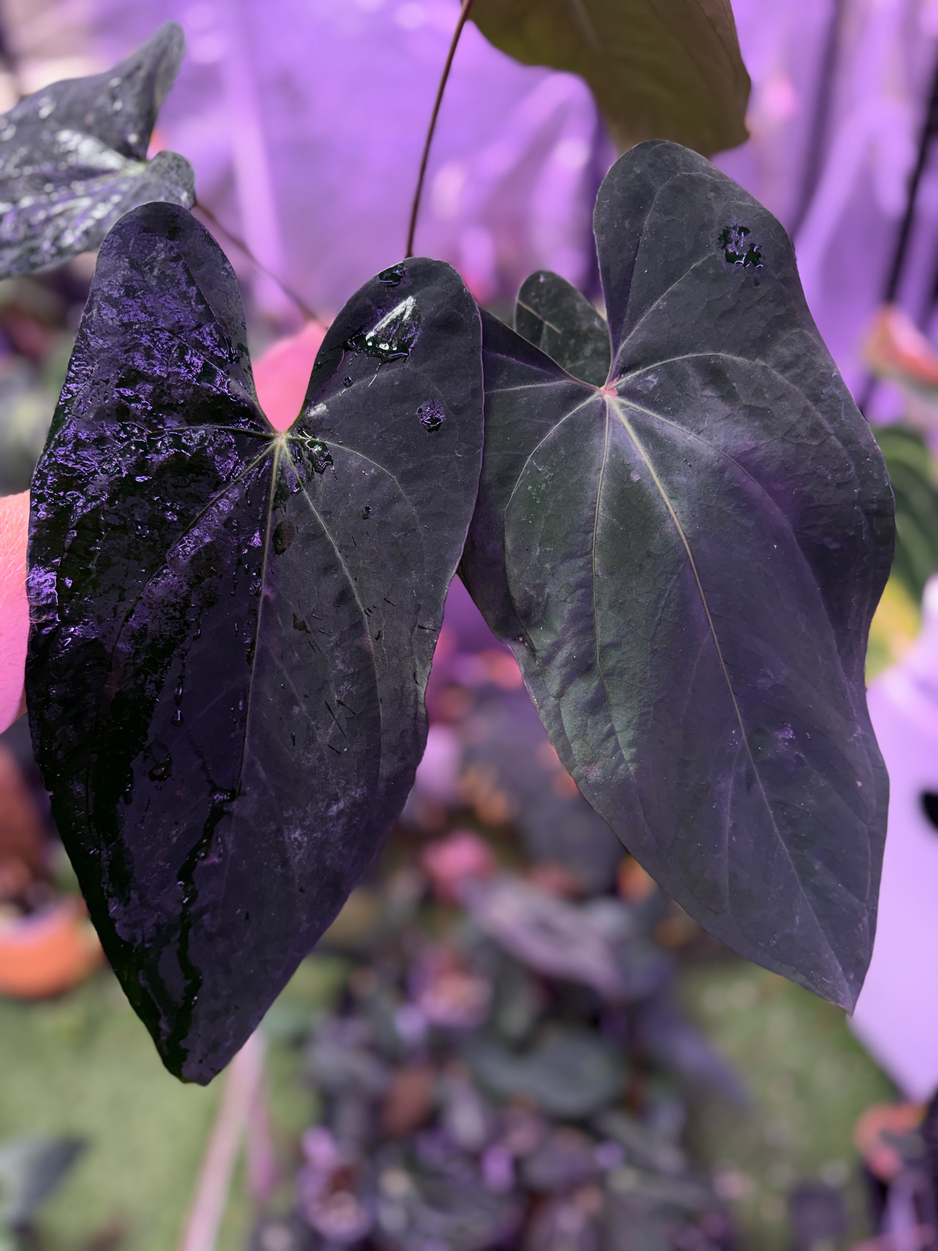 Anthurium (dressleriRG F2 x carlablackiae "Amanda") x NSE portillae