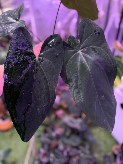 Anthurium (dressleriRG F2 x carlablackiae "Amanda") x NSE portillae