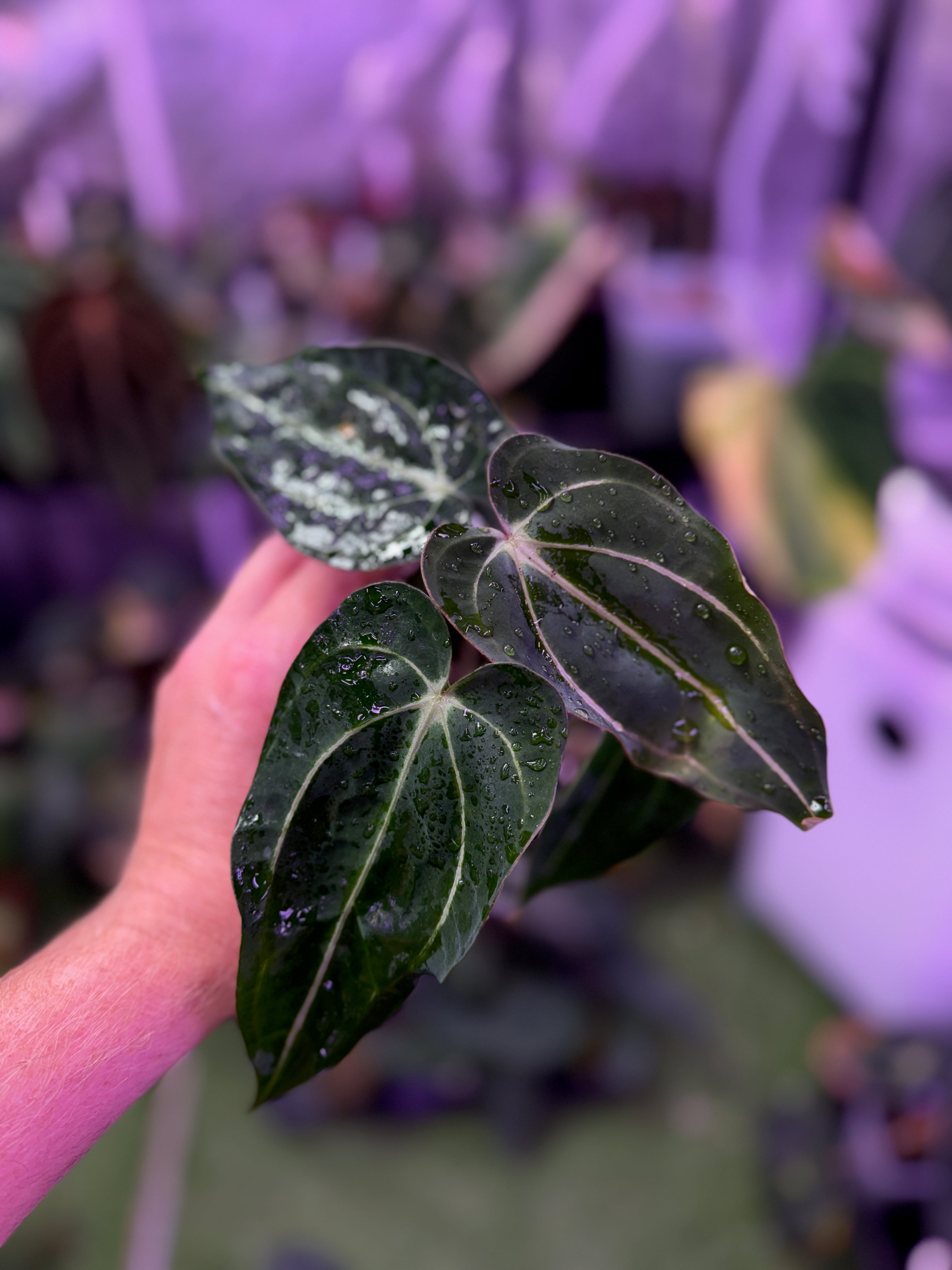 Anthurium carlablackiae “Amanda” X “RA5x10” A