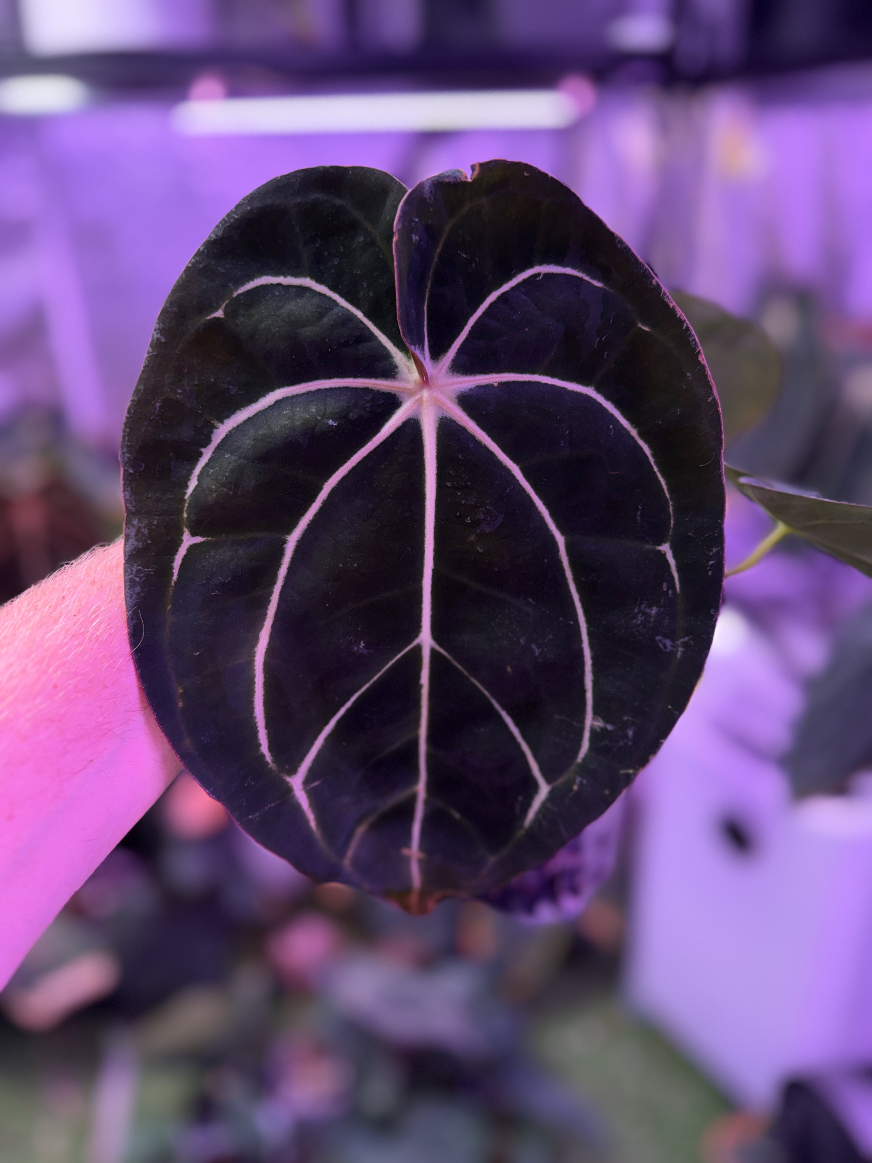 Anthurium carlablackiae "RA10 x Buz 1" - mature