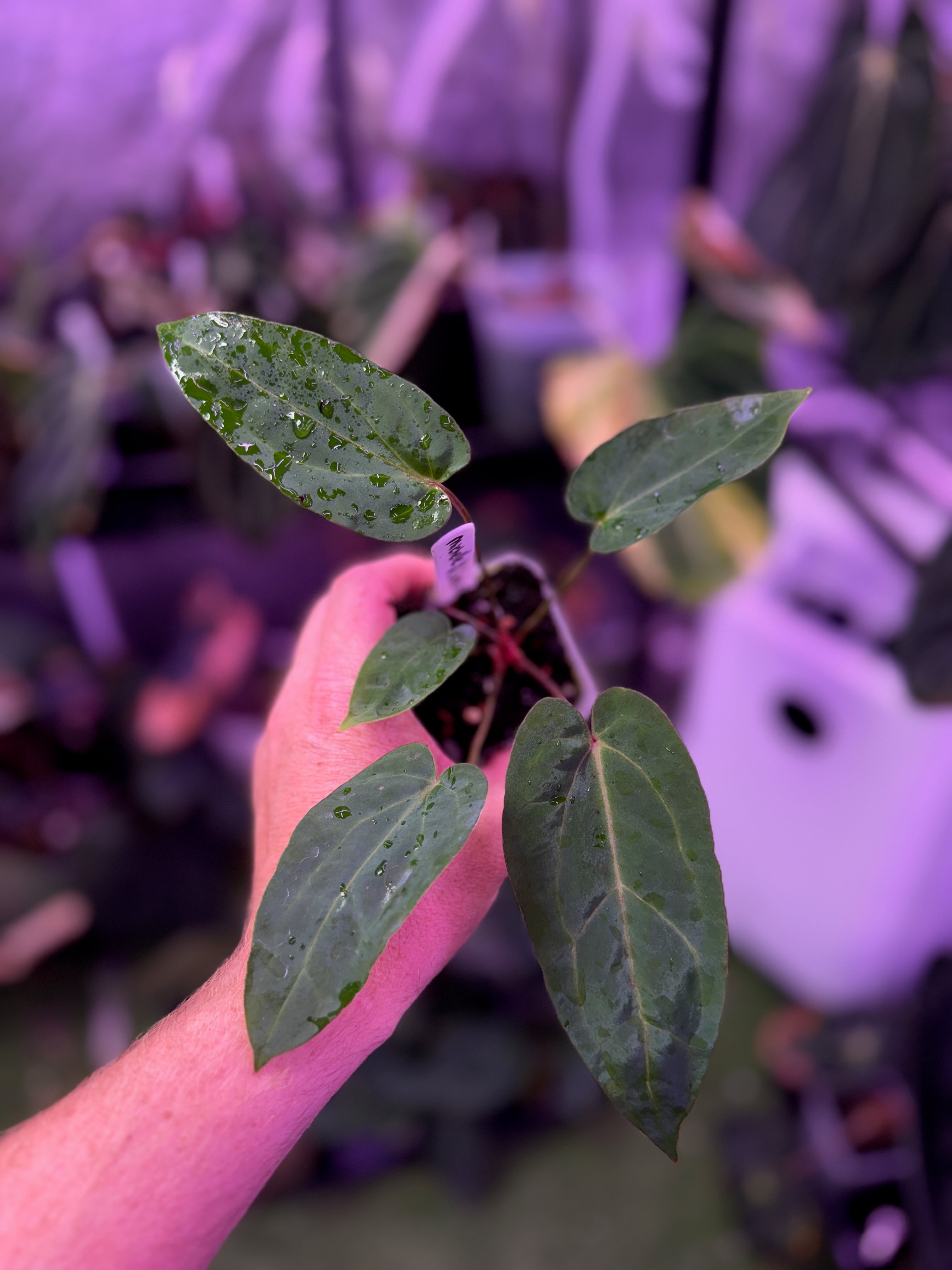 Products – Buz Plants