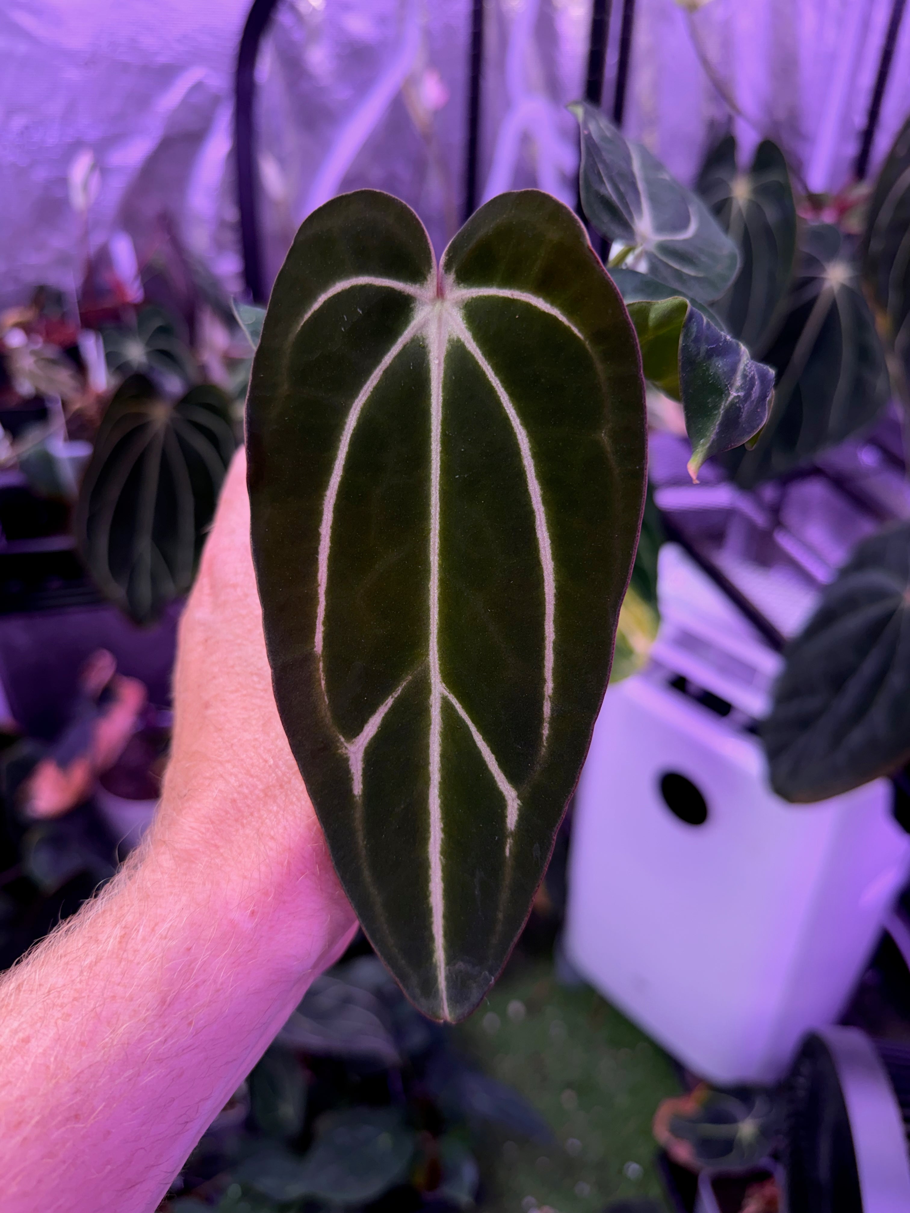 Anthurium carlablackiae “GPH001 x self” X “RA5x10” B