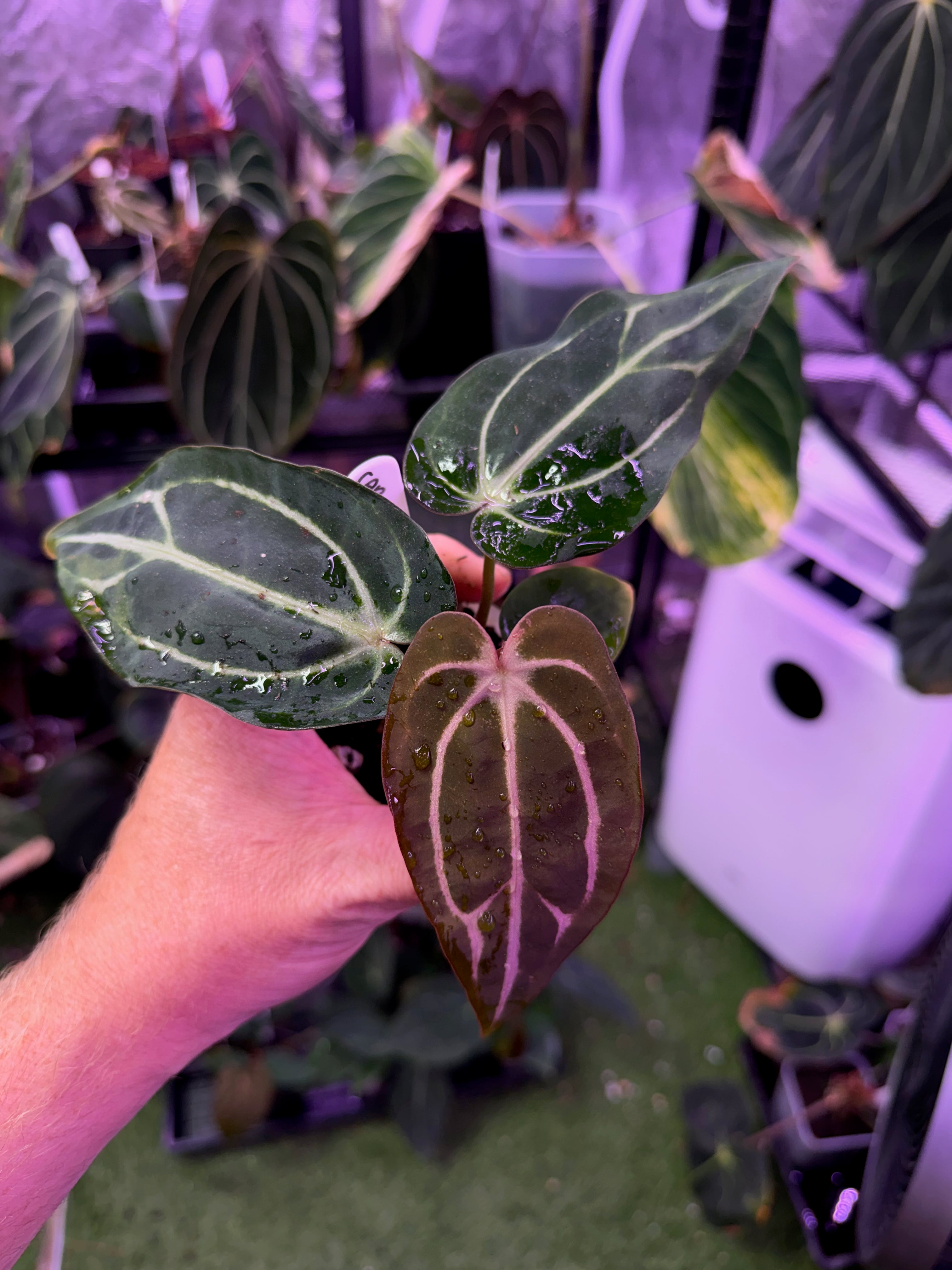Anthurium carlablackiae “GPH001 x self” X “RA5x10” A