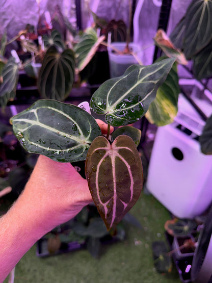 Anthurium carlablackiae “GPH001 x self” X “RA5x10” A