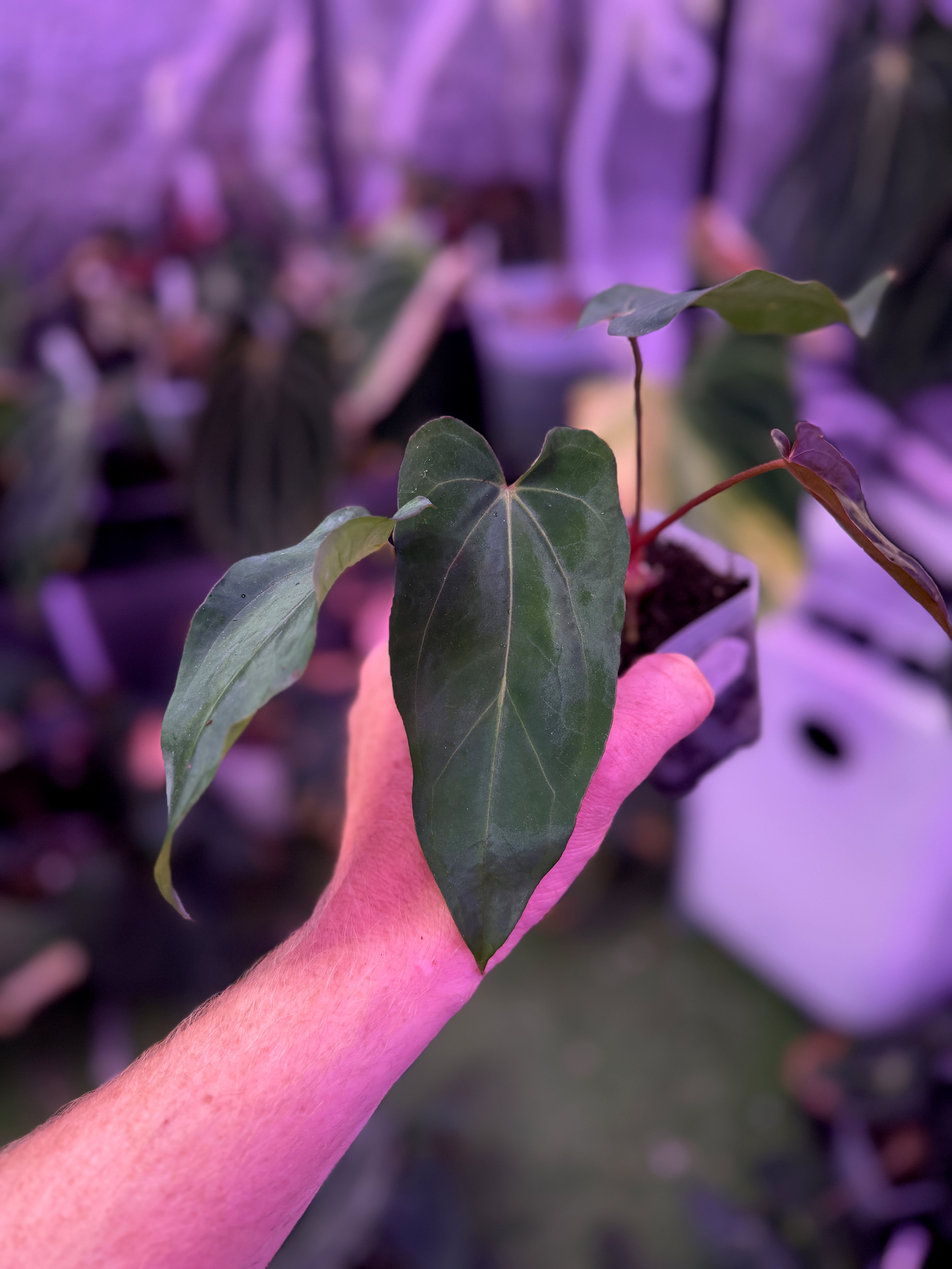 CaRL 2.0 - Anthurium carlablackiae “BUZ1 x RA8” X papillilaminum “Ralph Lyman” A