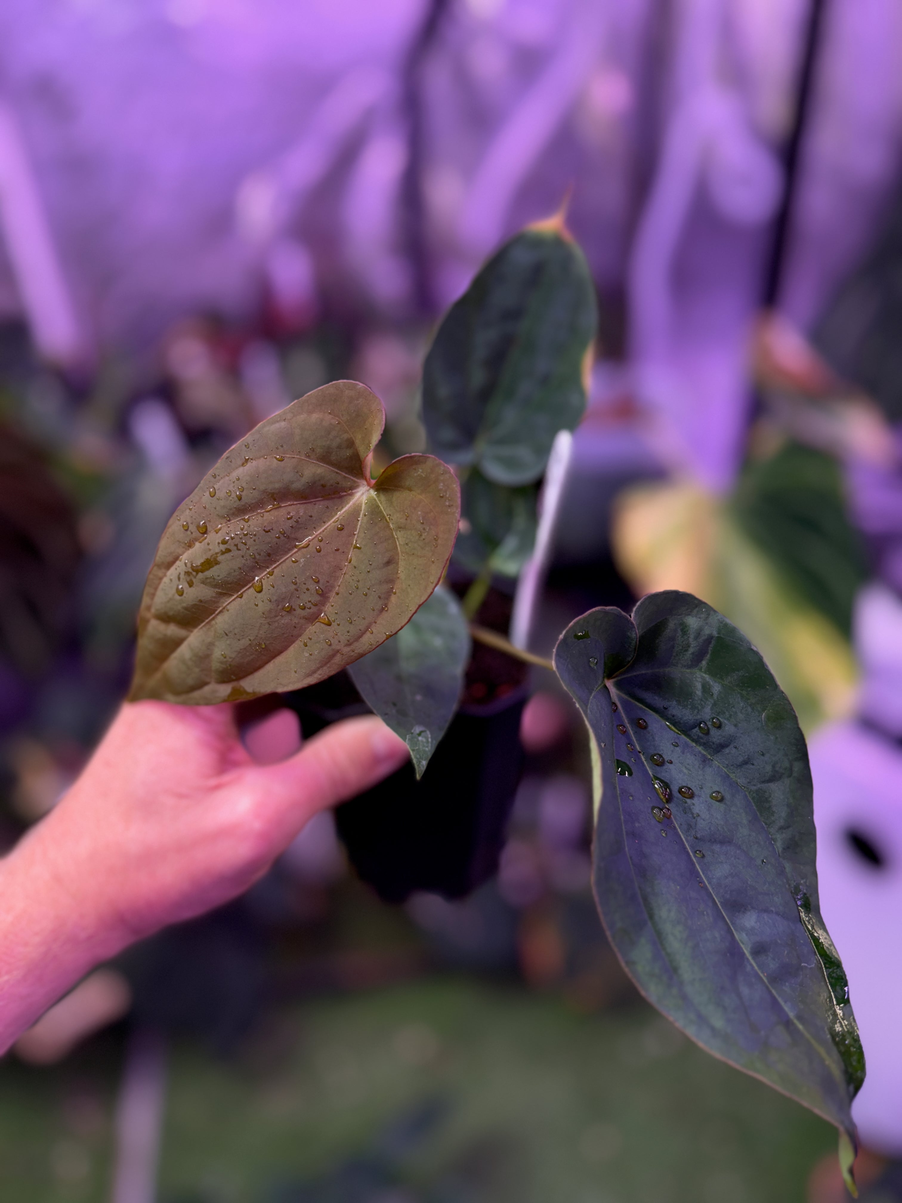 Pap "X" x (dressleri x carlablackiae) - non variegated