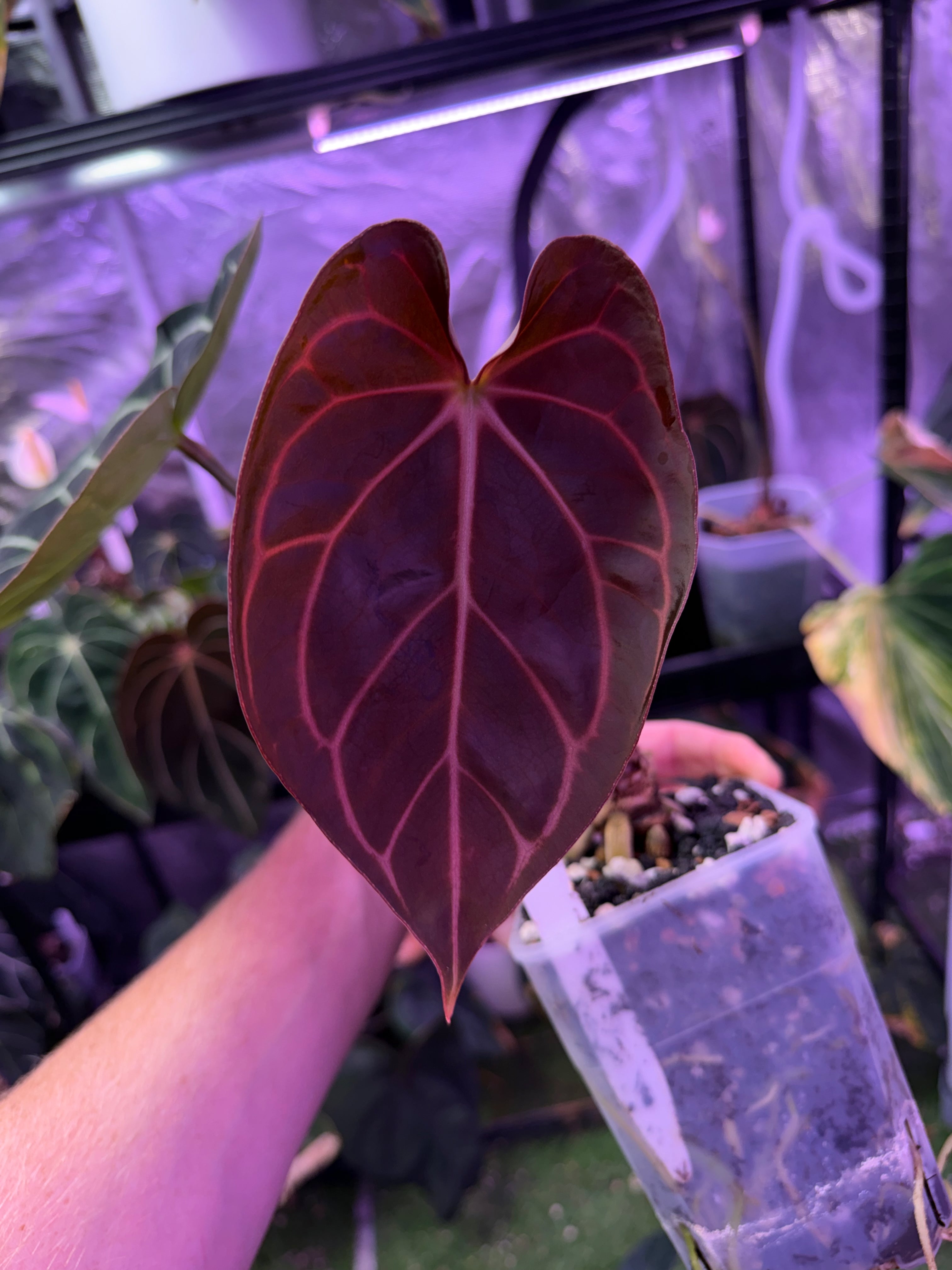 Anthurium carlablackiae RA13 x OG4 - Mature