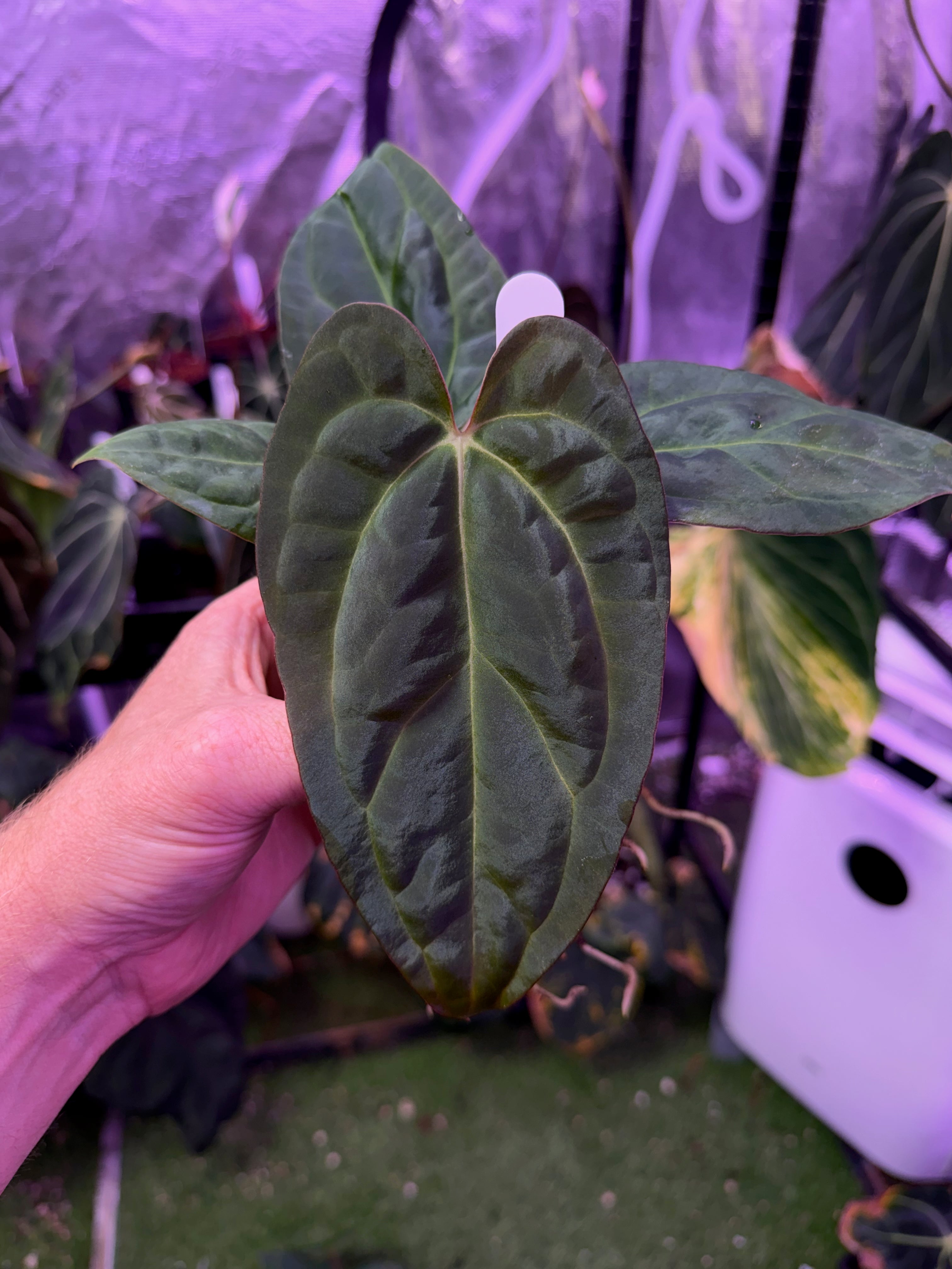 Anthurium “Black Cherry” X carlablackiae RA8 - A