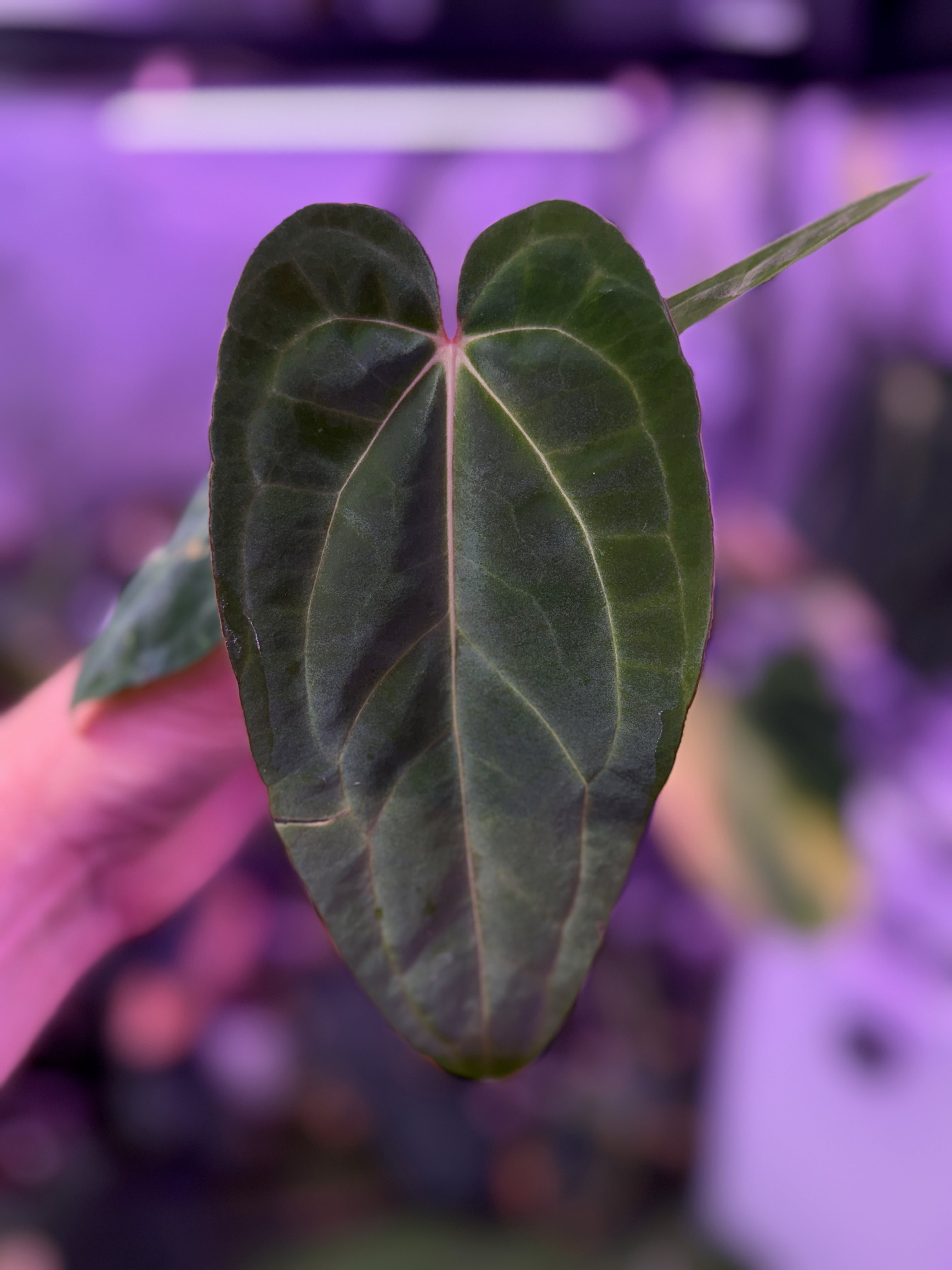 Anthurium “Black Cherry” X carlablackiae RA8 - B