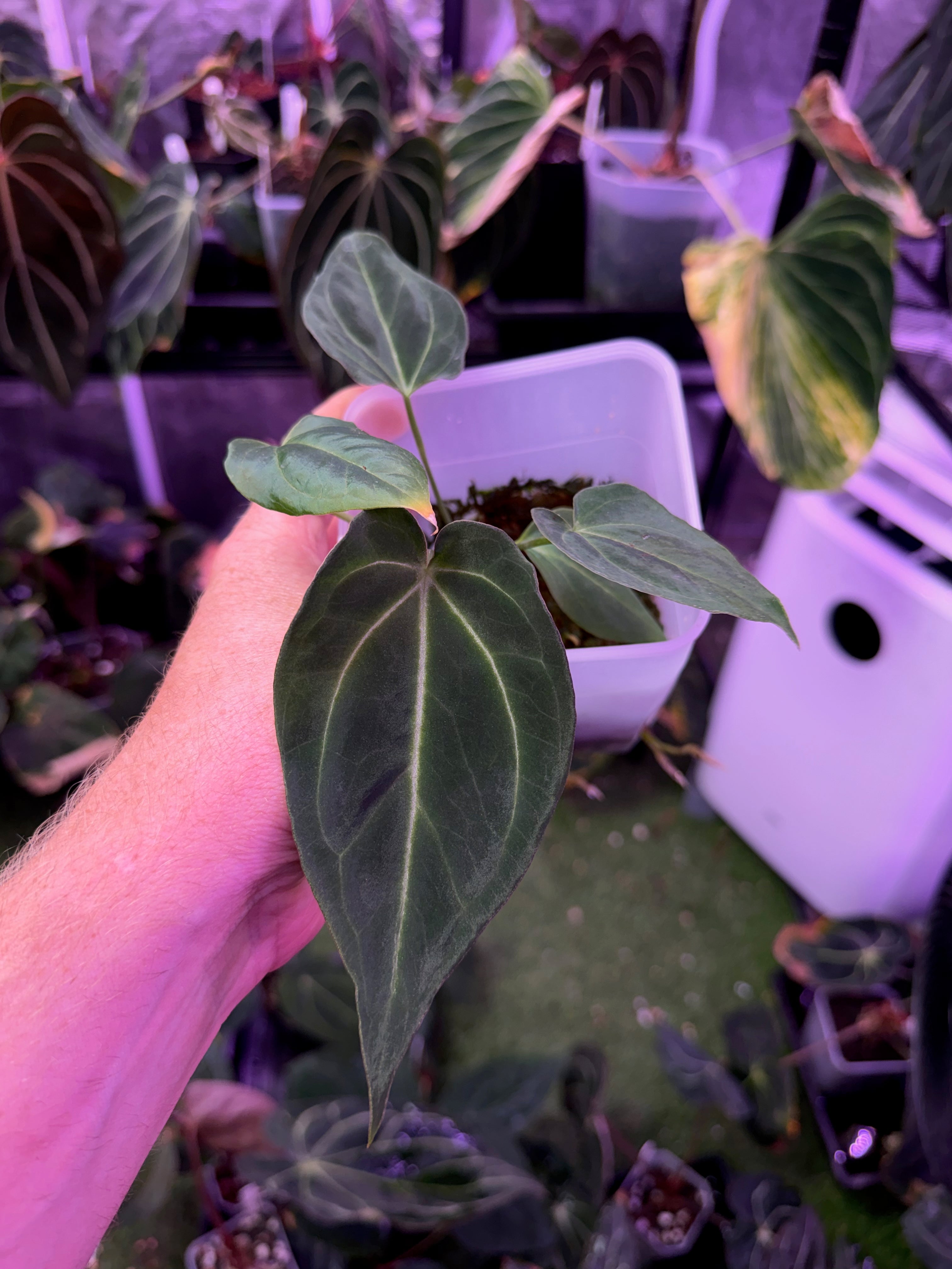 Anthurium "Black Widow" x "Black Widow"