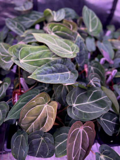 Anthurium carlablackiae RA4 x “Snake Oil Buz 2” - non variegated seedlings