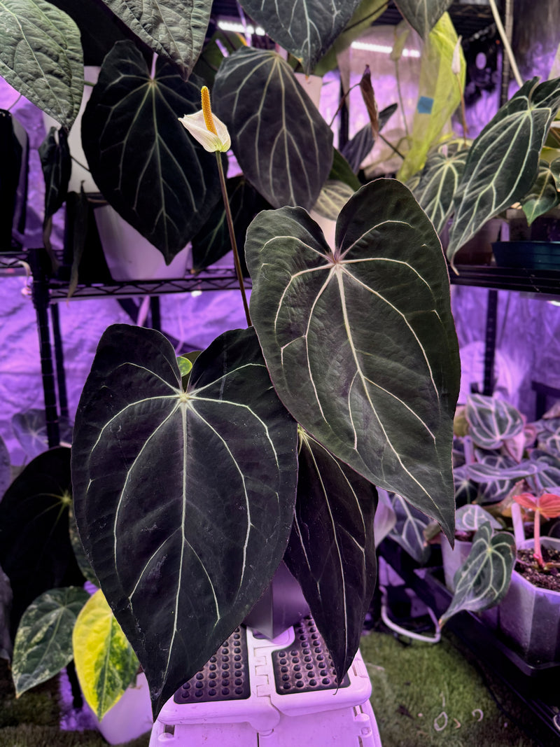 Anthurium carlablackiae "Amanda"