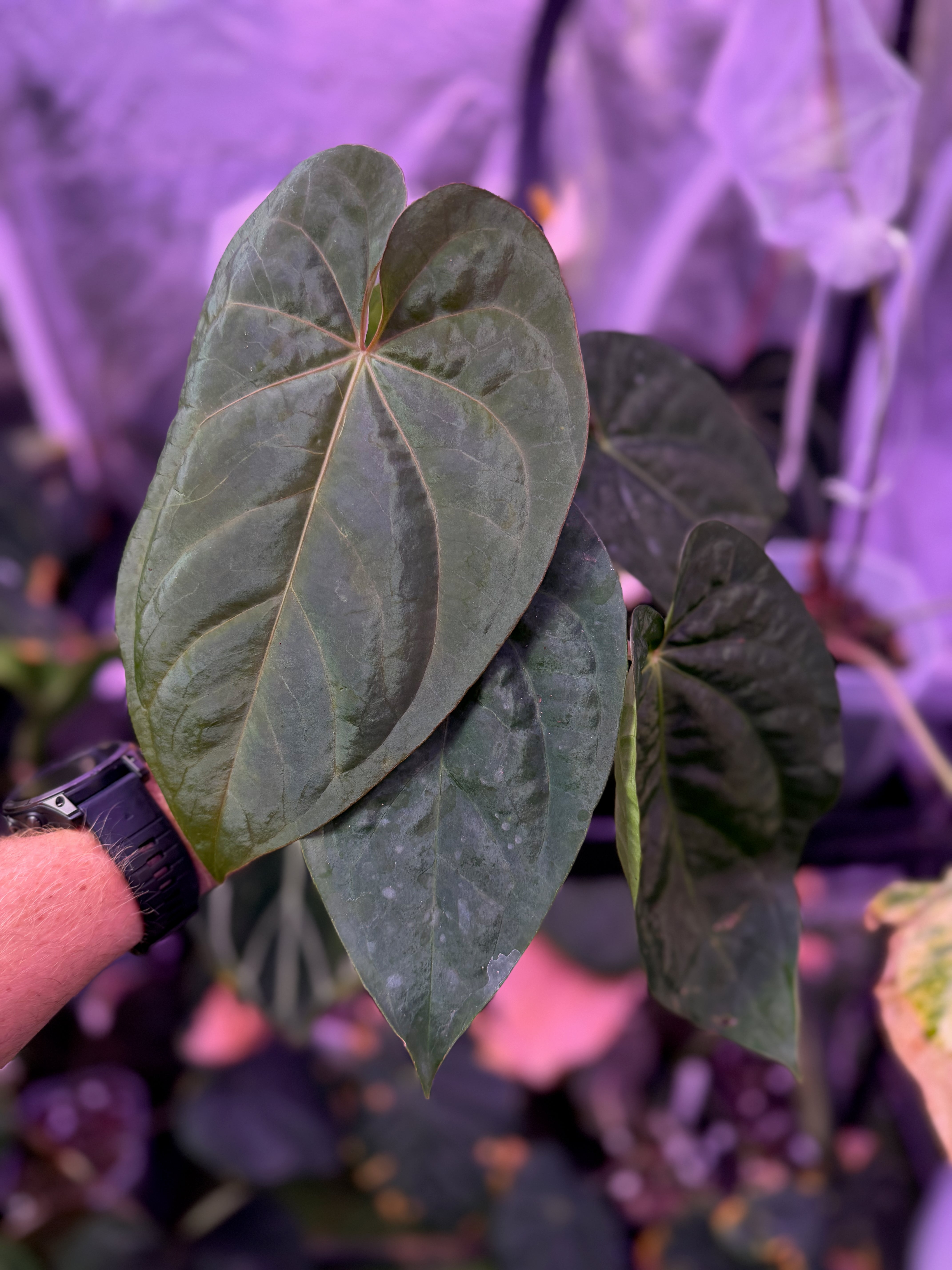 Anthurium (carlablackiae x luxurians) X (dressleri x carlablackiae) AA