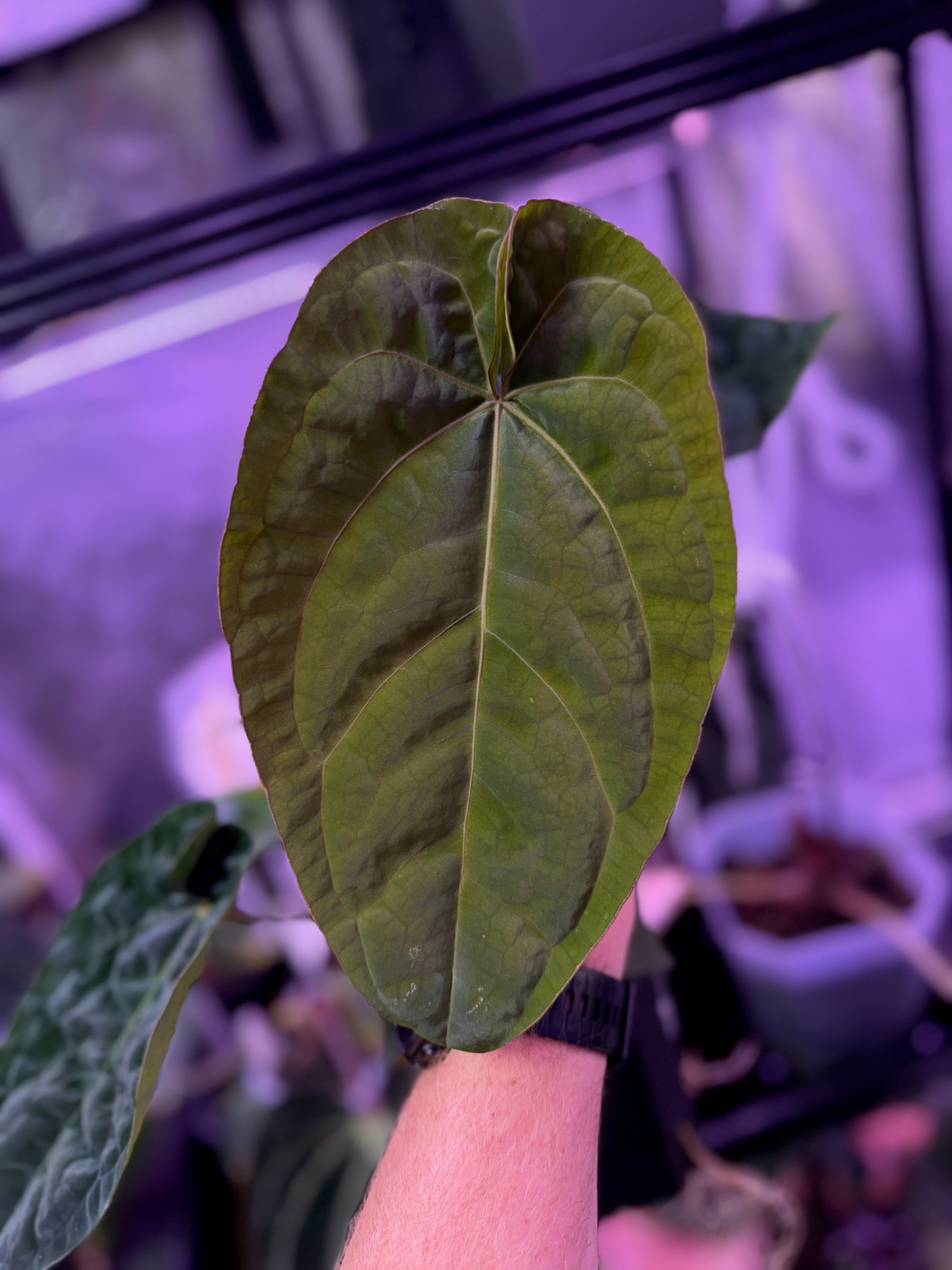 Anthurium "Udaka" x dressleri RG founder clone #2 AC