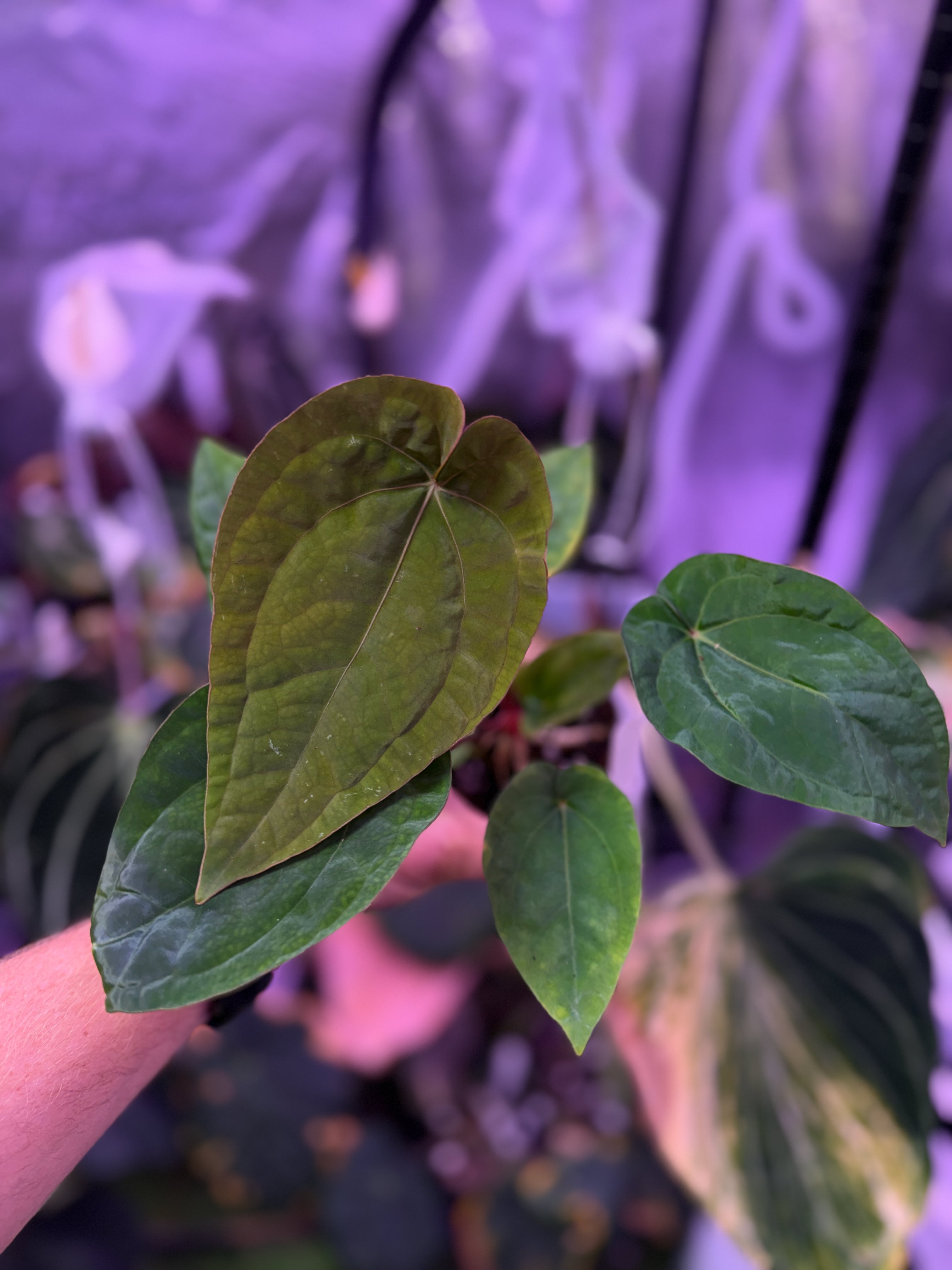 Anthurium "Udaka" x dressleri RG founder clone #2 AB