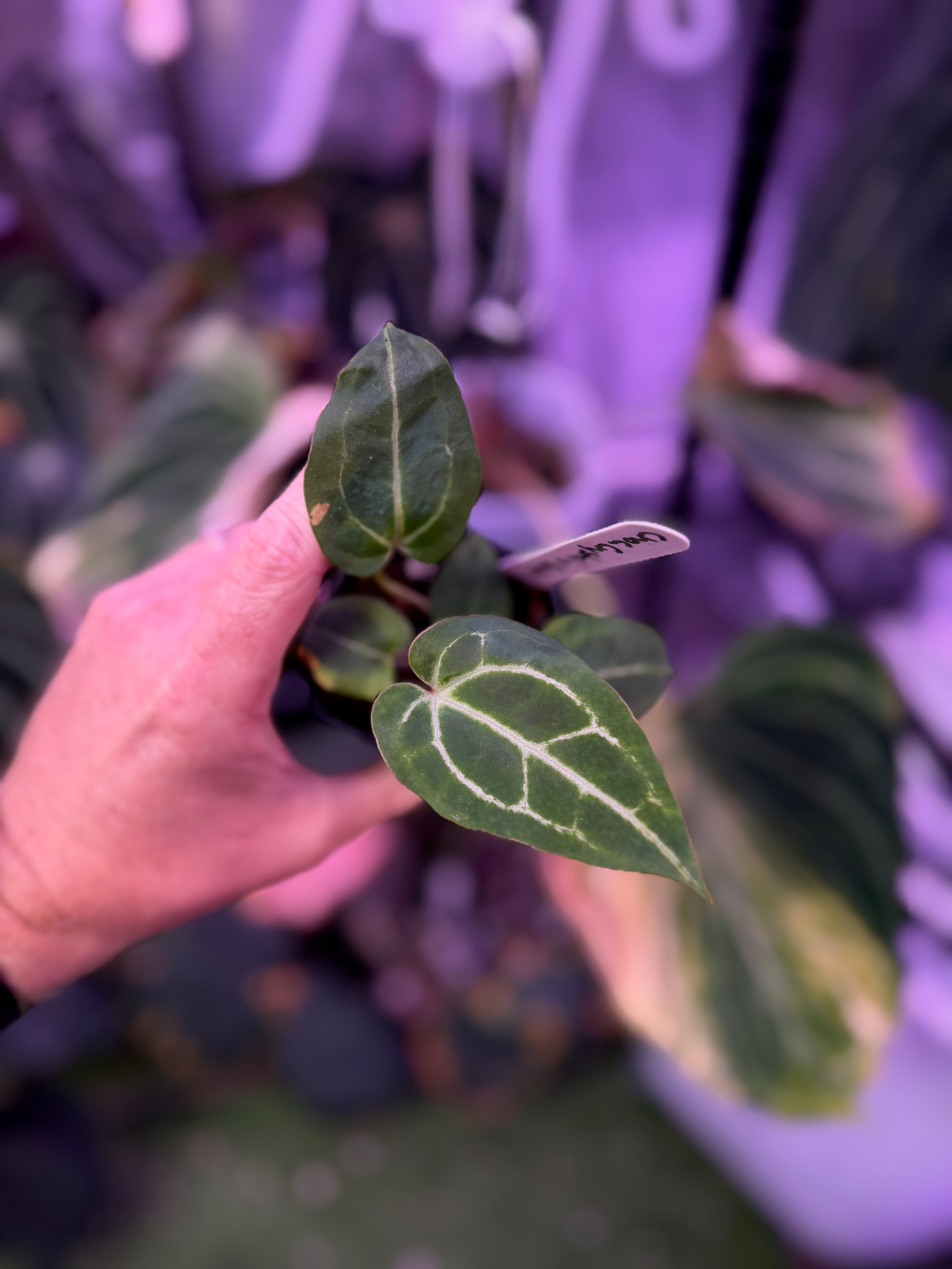 Anthurium crystallinum “chocolate” X Black Widow x Michelle” AB