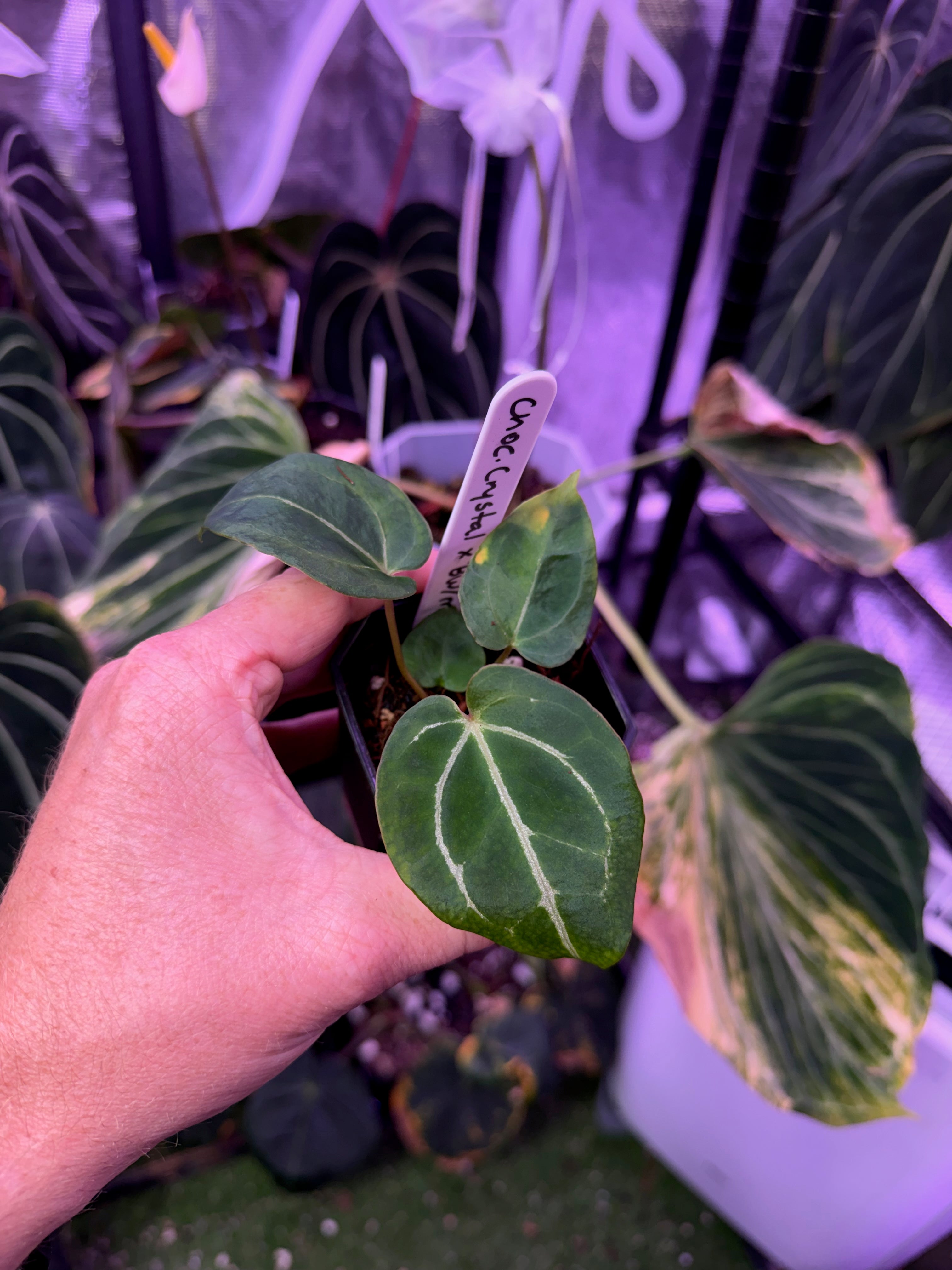 Anthurium crystallinum “chocolate” X Black Widow x Michelle” AA