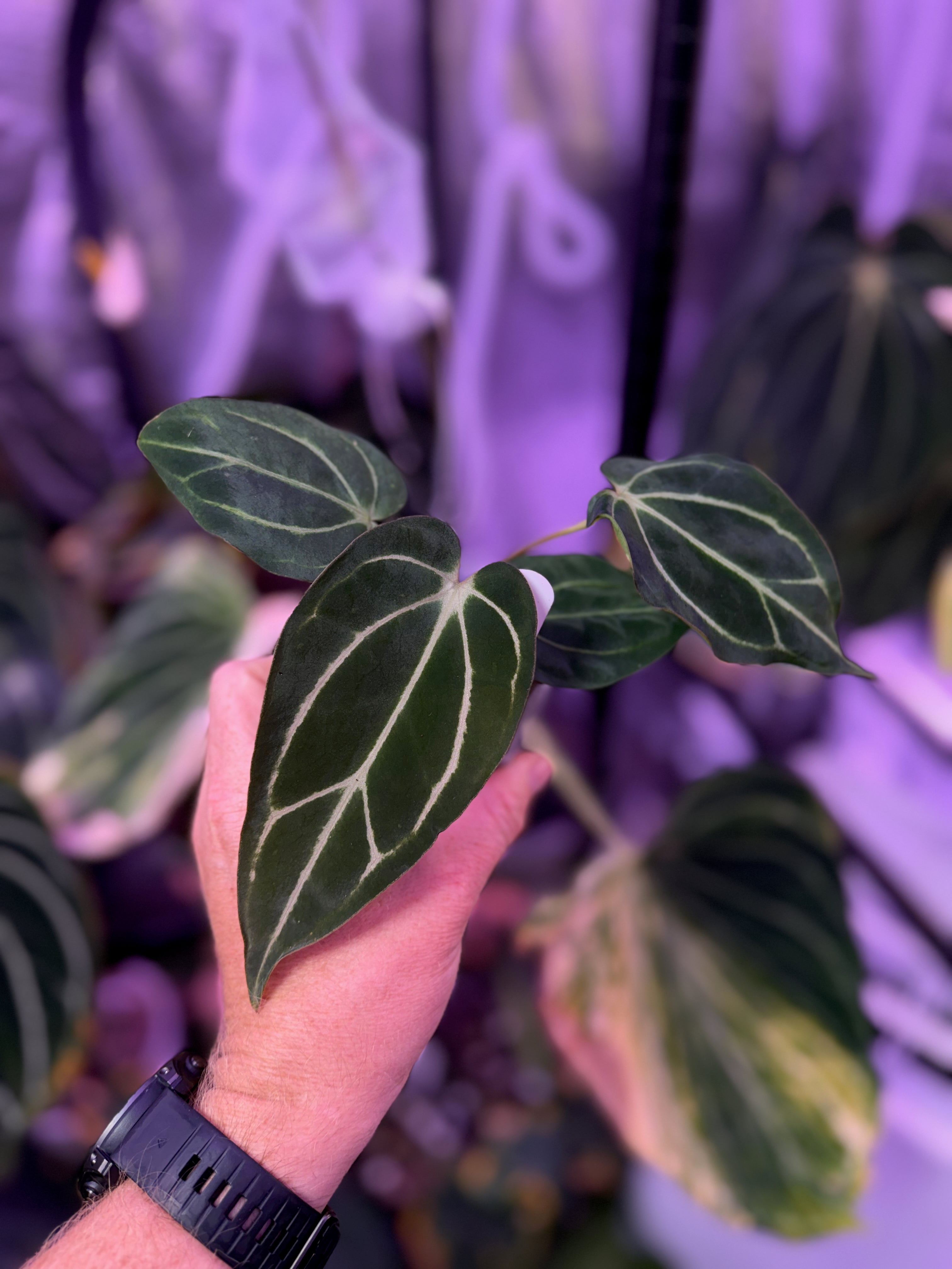 Anthurium carlablackiae RA5x10 X PM1 AB