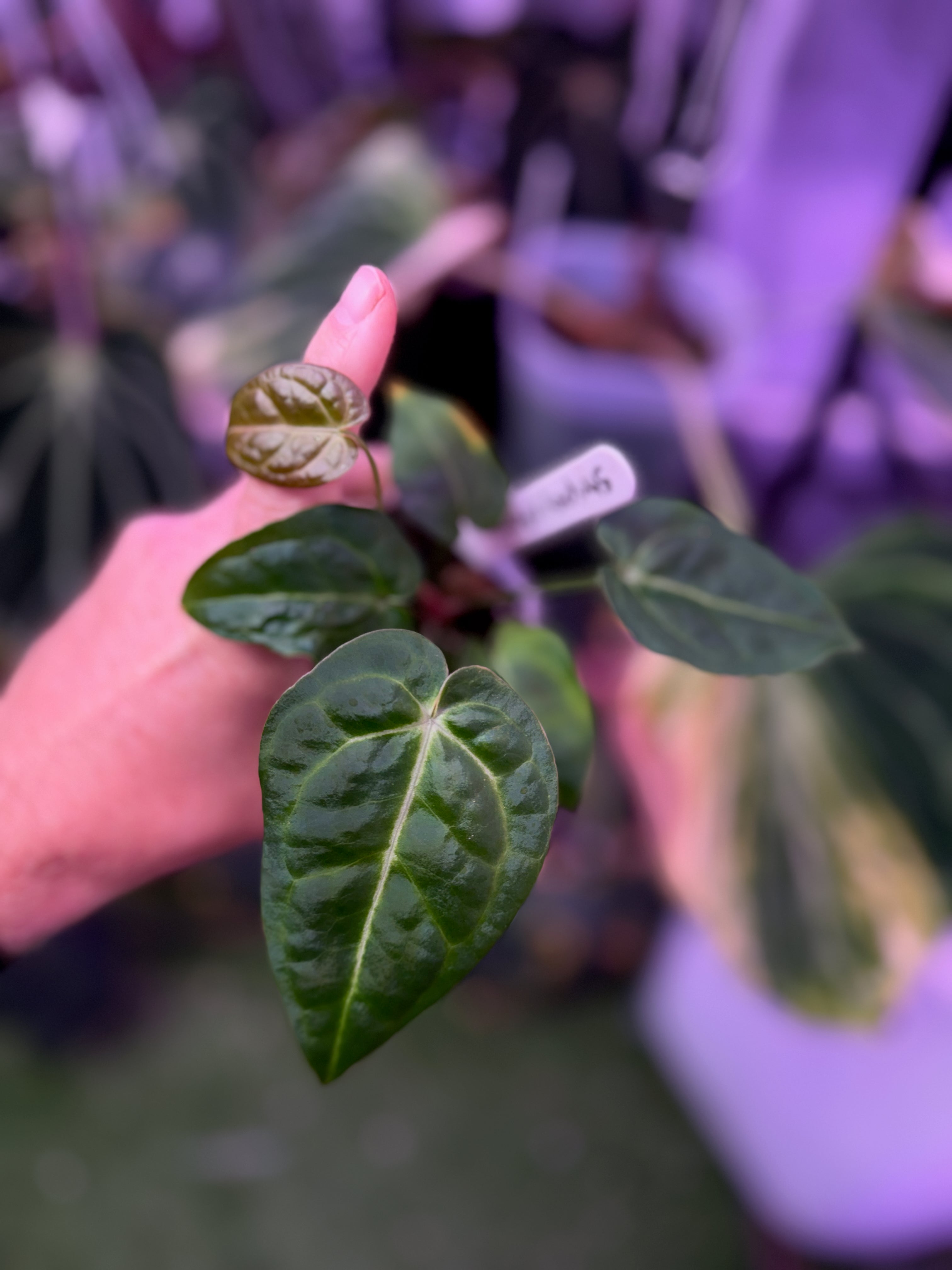 Anthurium "Tim Anderson Stripey"  X "Araña" AD