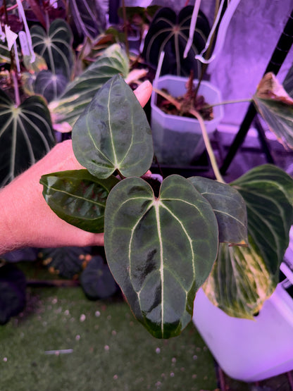 Anthurium "Tim Anderson Stripey"  X "Araña" AB