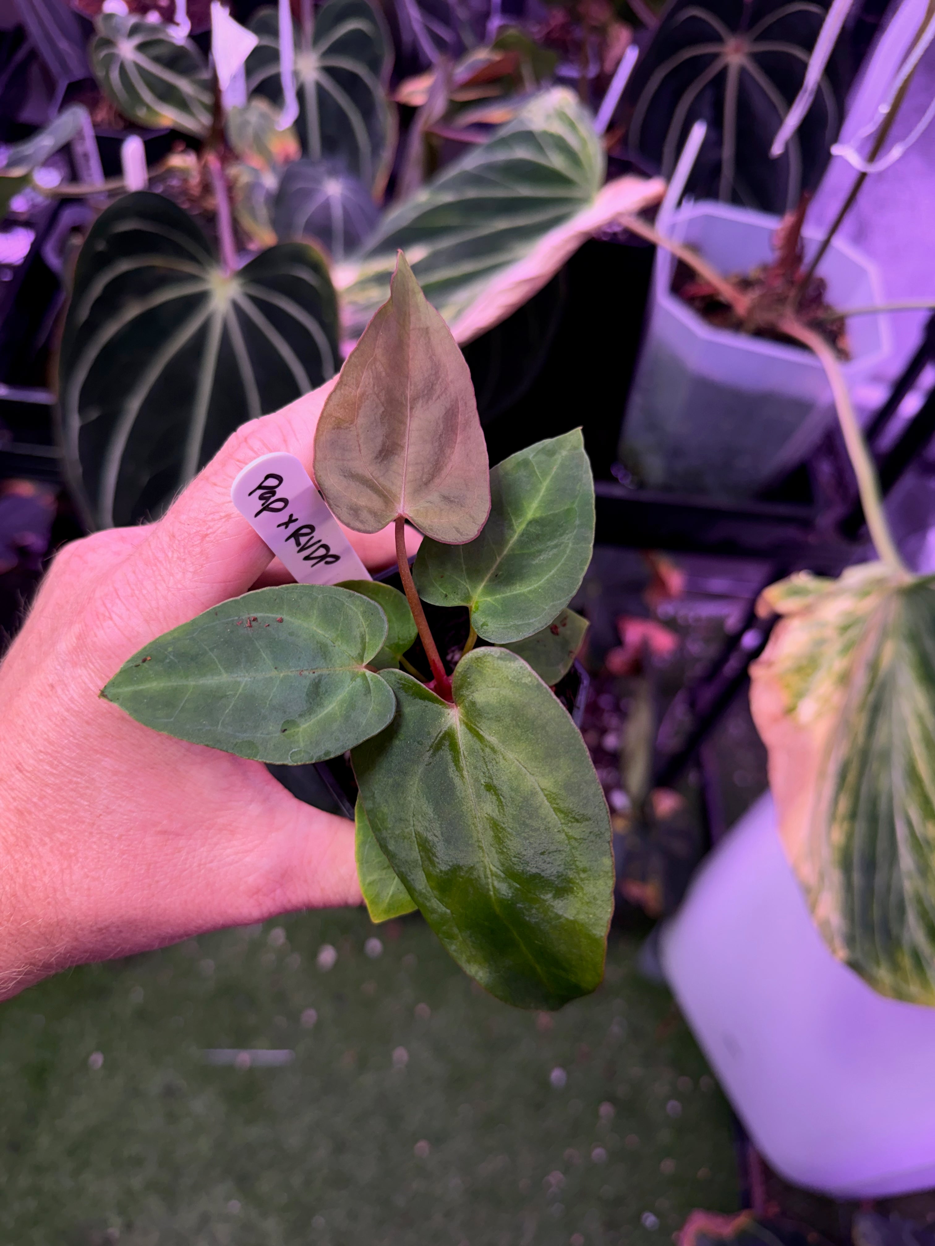 Anthurium pap "X" x RVDP AA