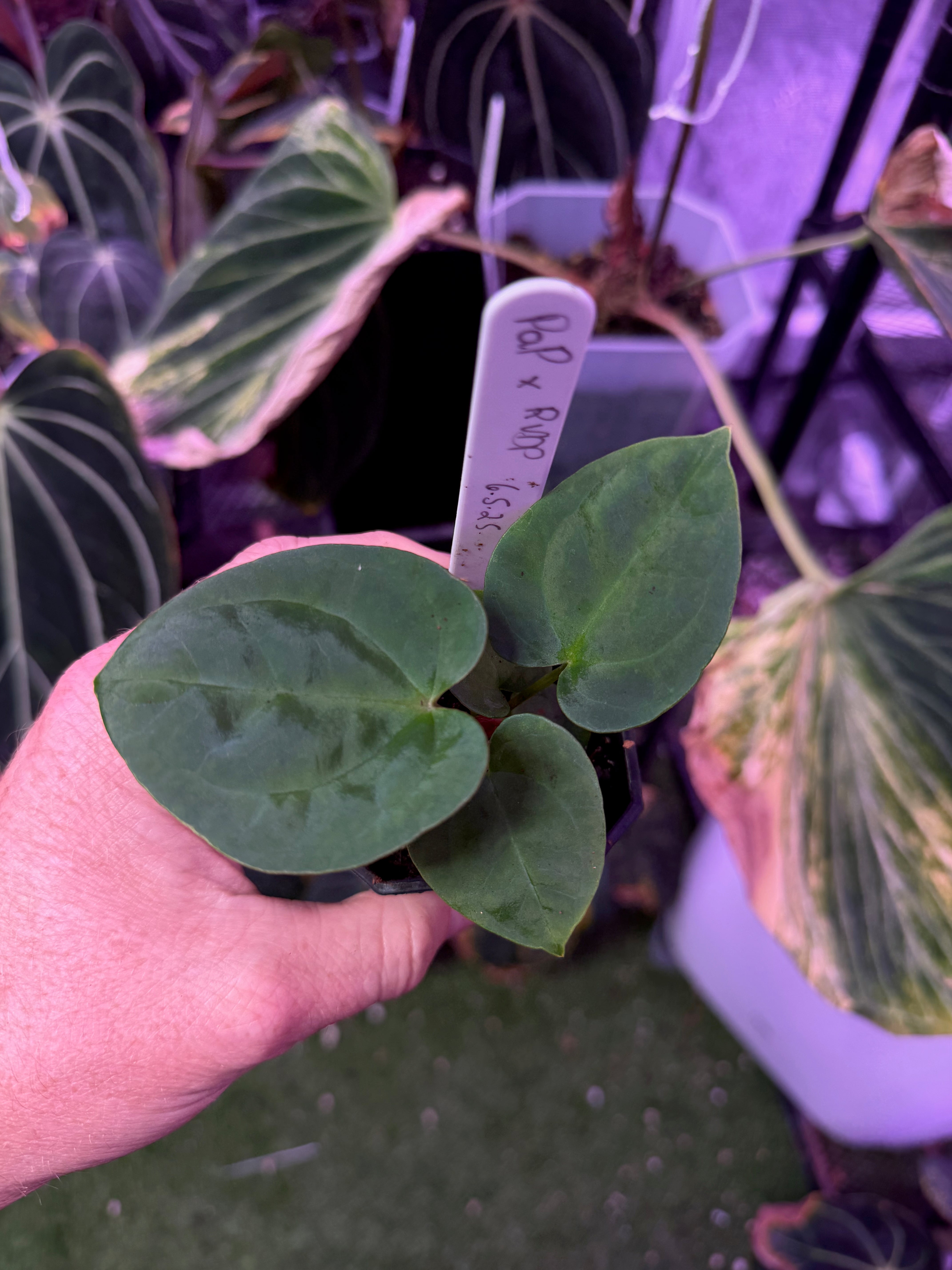 Anthurium pap "X" x RVDP AB