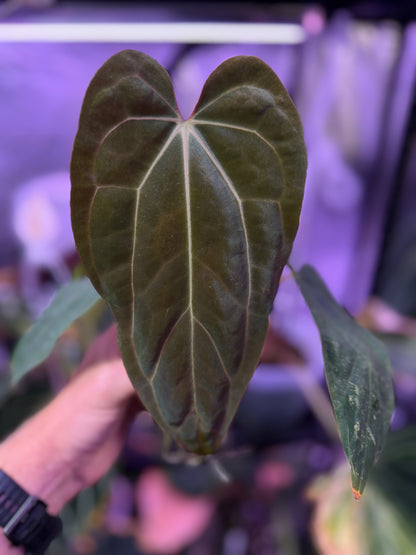 Anthurium carlablackiae "Buz 1" X (carlablackiae x sp. nov. DF) AB