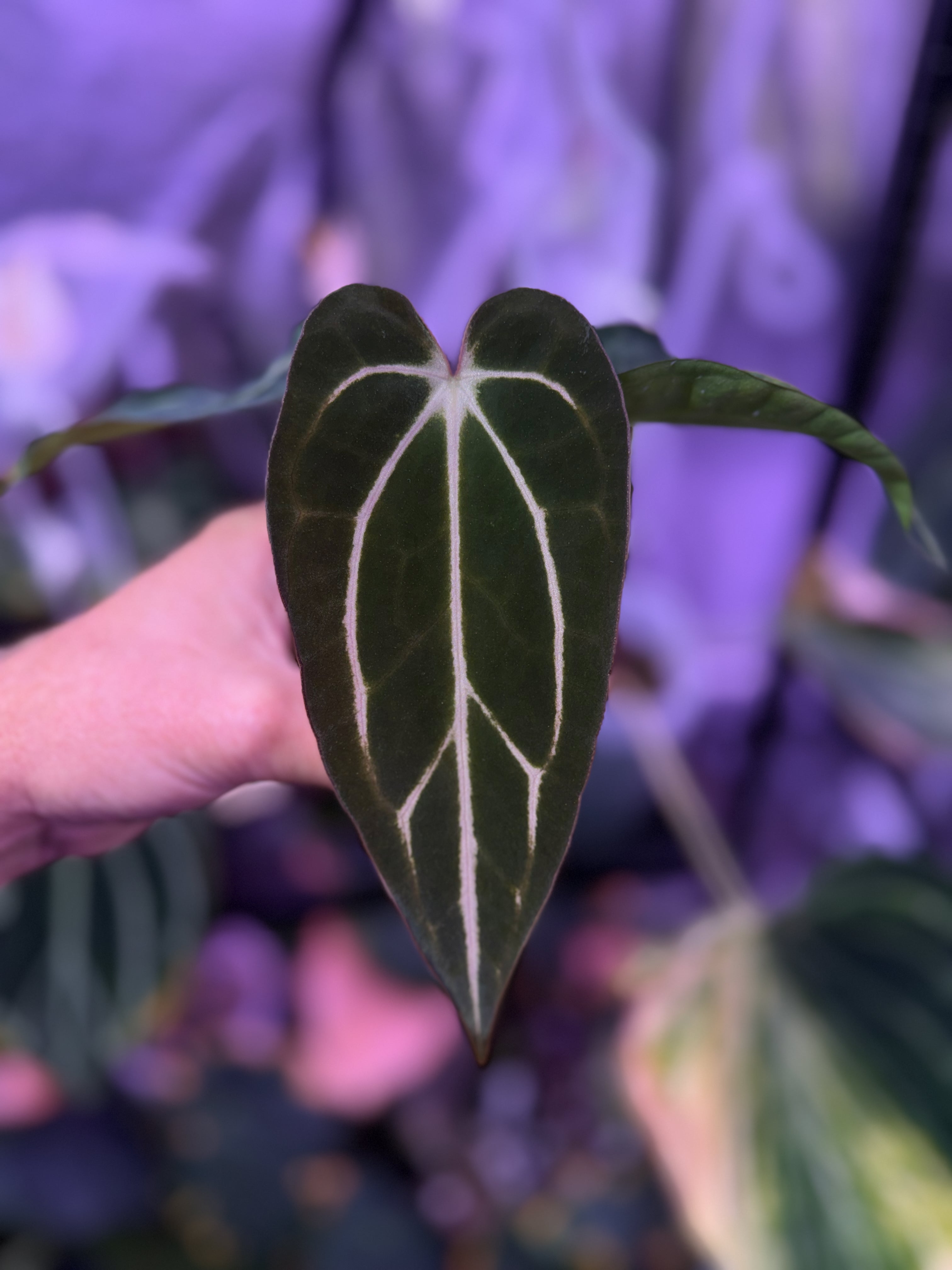 Anthurium carlablackiae “GPH001 x self” X “RA5x10” AC