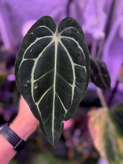 Anthurium carlablackie "RA4x1" x "OG1" Mature  -AB