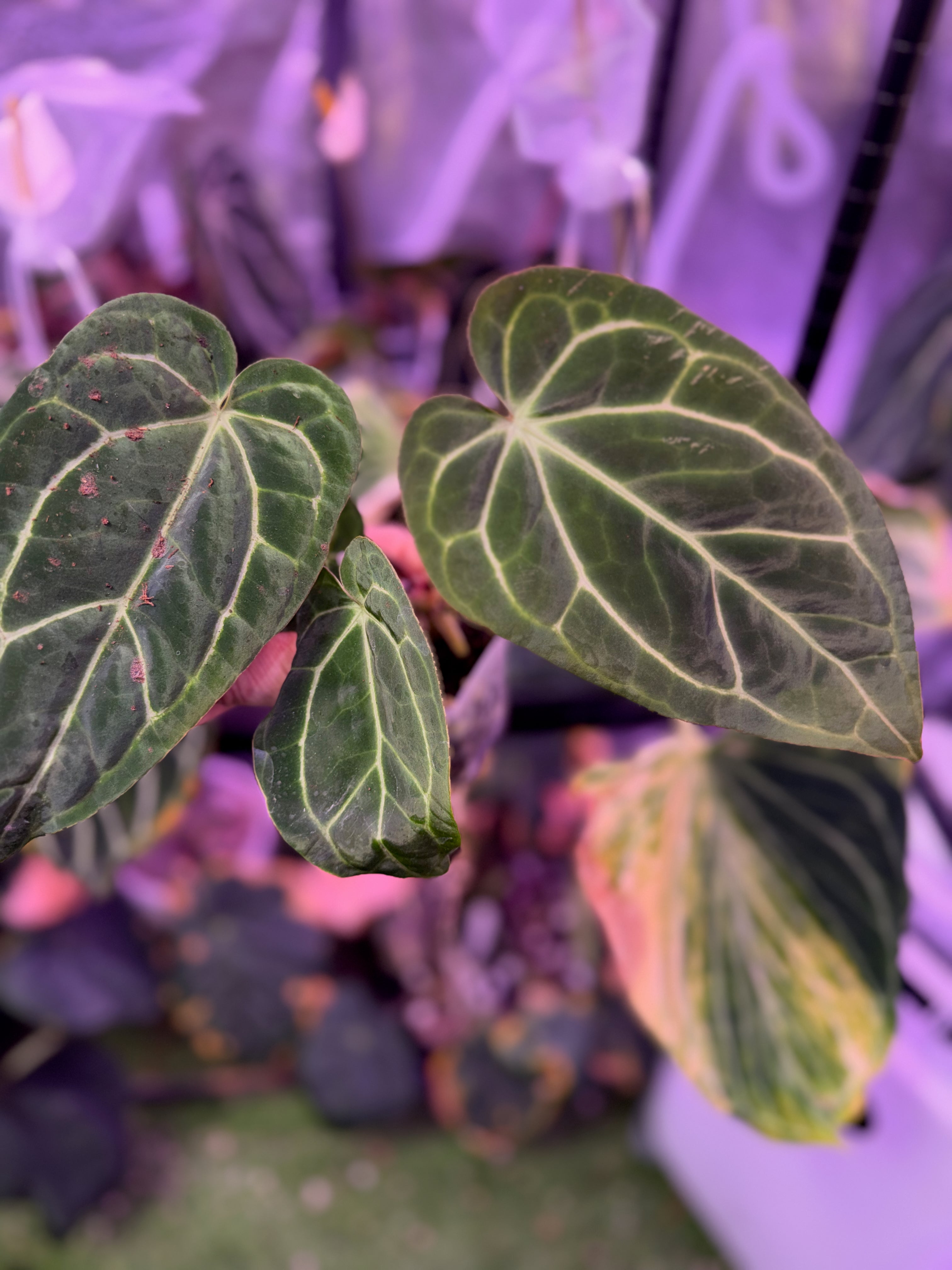 Anthurium ‘Tim Anderson Stripey’ X carlablackiae ‘RA6’ AB