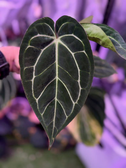 Anthurium ‘Tim Anderson Stripey’ X carlablackiae ‘RA6’ AA