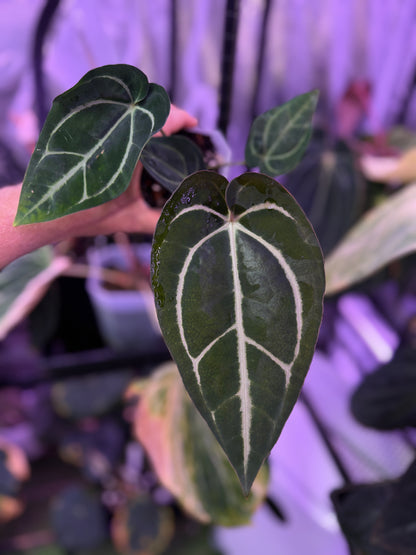 Anthurium carlablackiae OG1 x RA5x10 XX