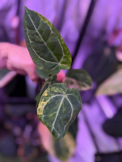 Anthurium papillilaminum"x" X "Michelle" - Variegated