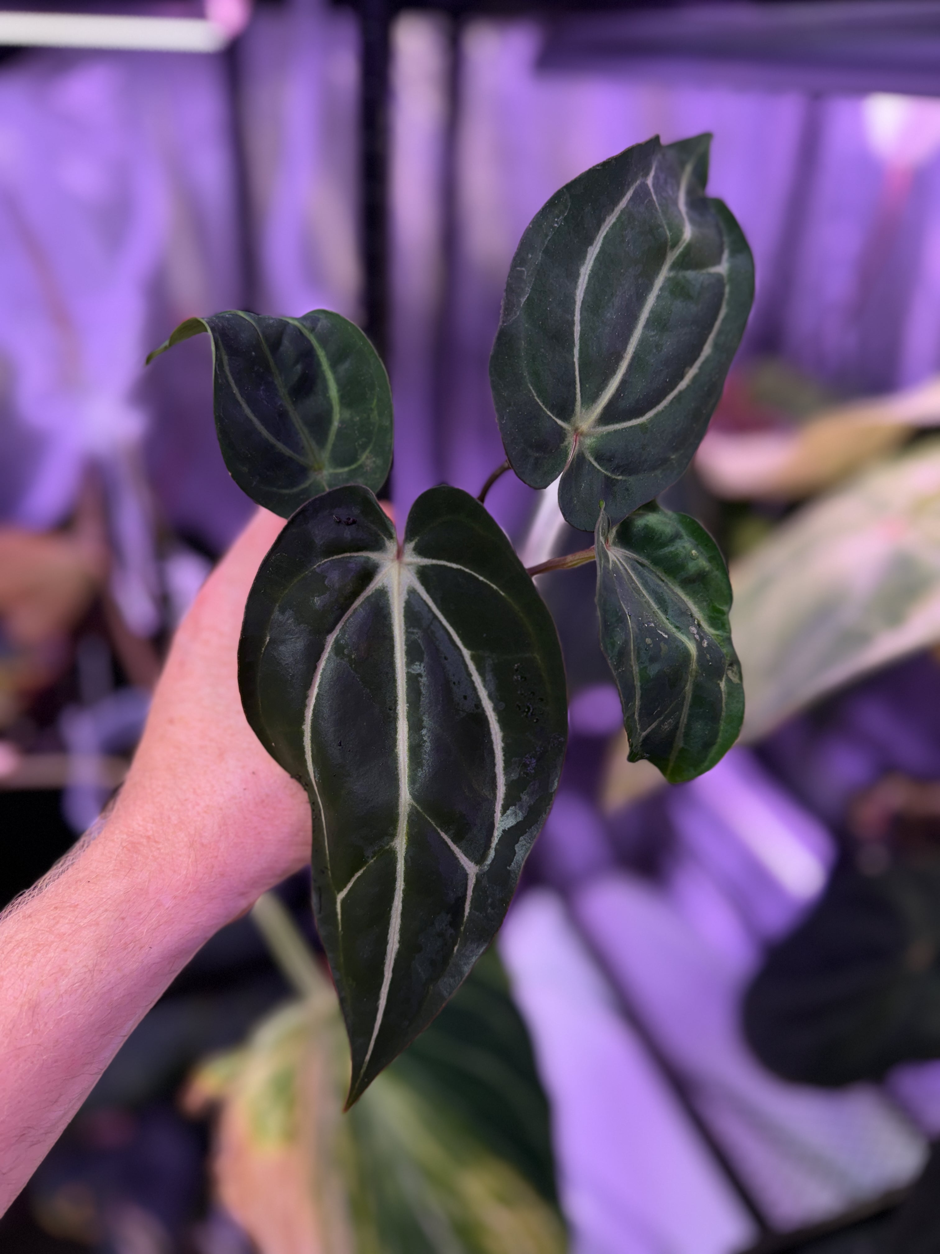 Anthurium carlablackiae Buz 1 X RA5x10