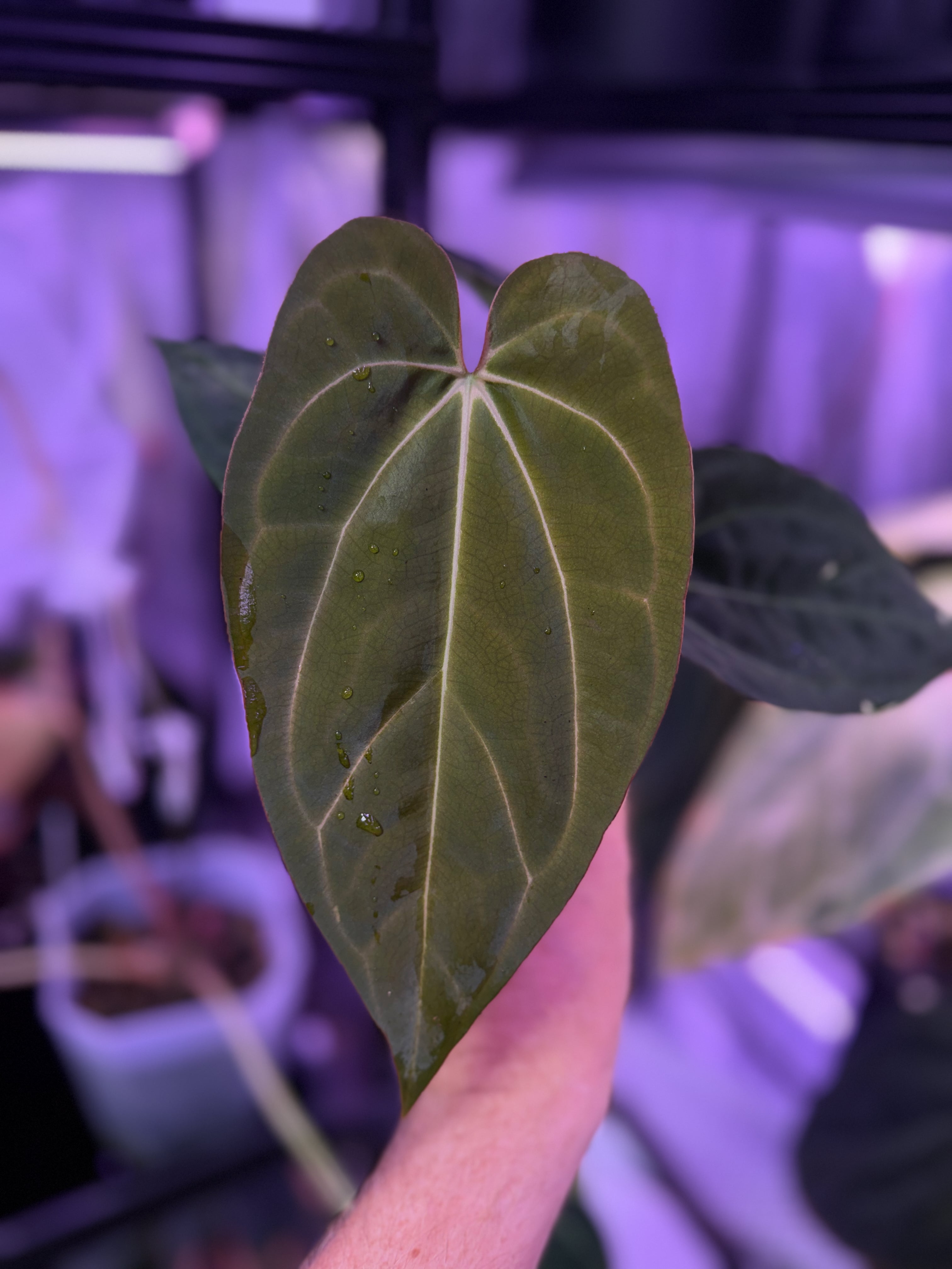 Anthurium “Black Cherry” X carlablackiae RA8 XX