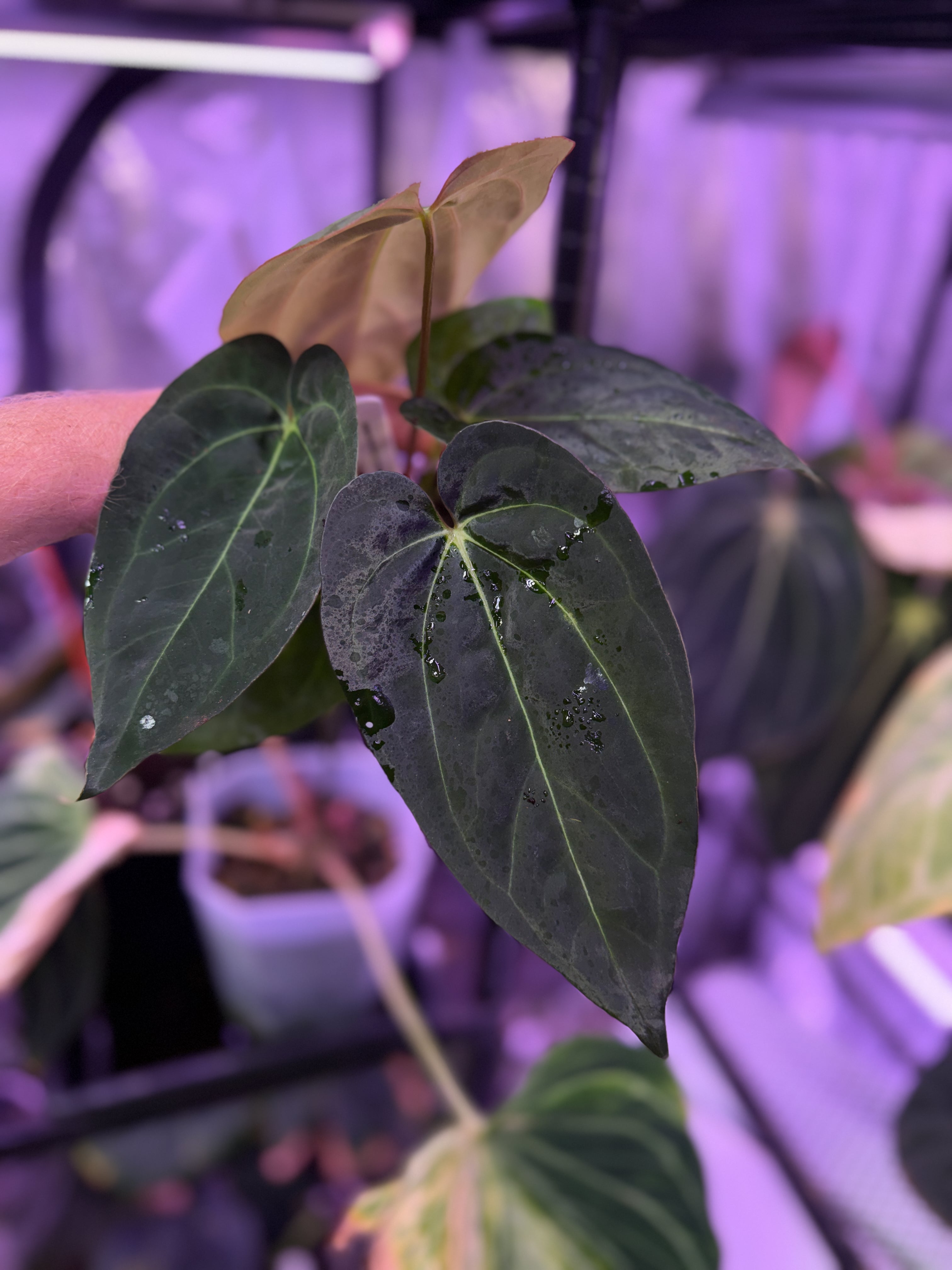 Anthurium “Black Cherry” X carlablackiae RA8 XX