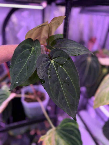 Anthurium “Black Cherry” X carlablackiae RA8 XX