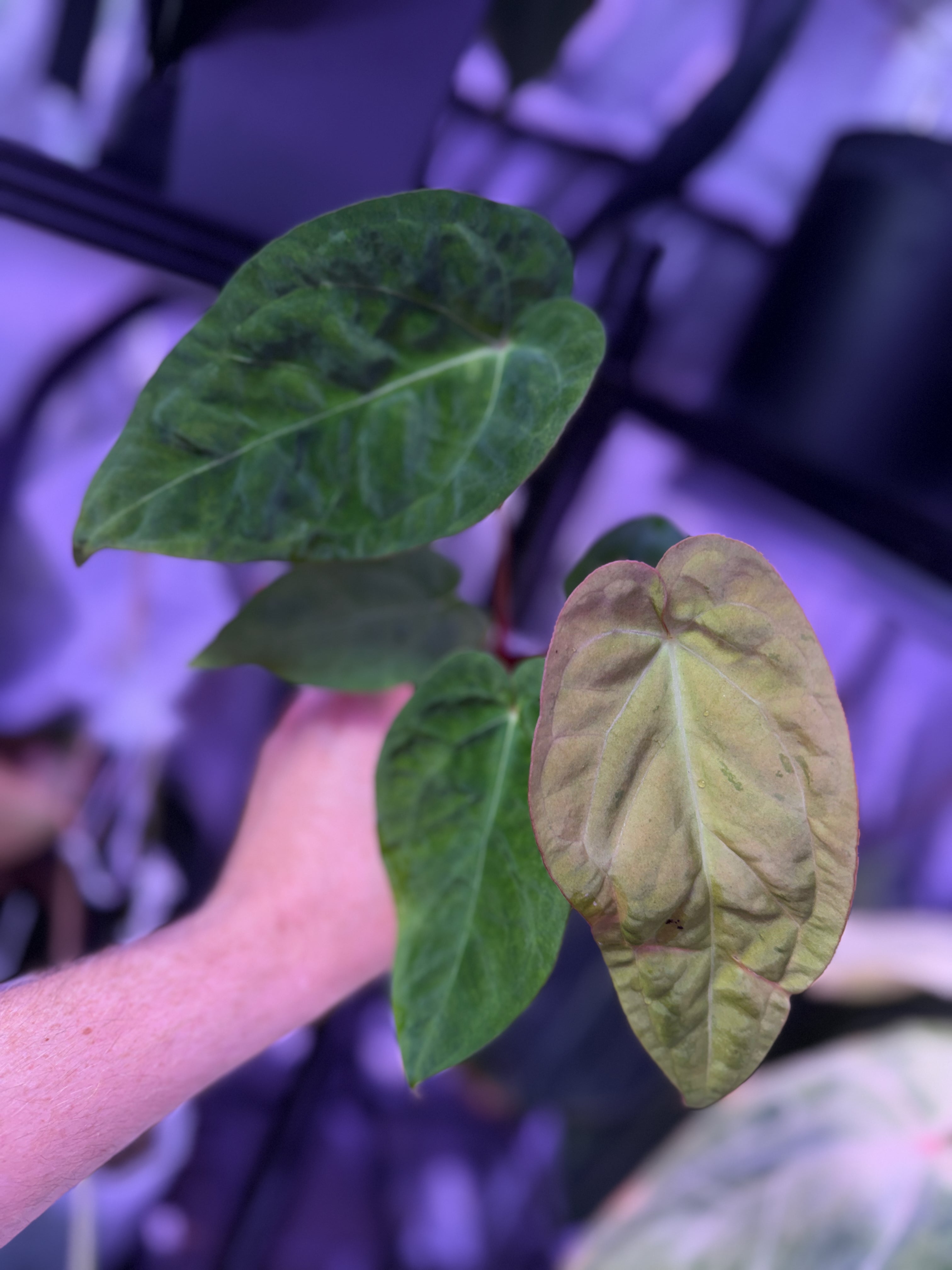 Anthurium "Snake Oil Buz 2" X "Black Cherry" - variegated seedling 03