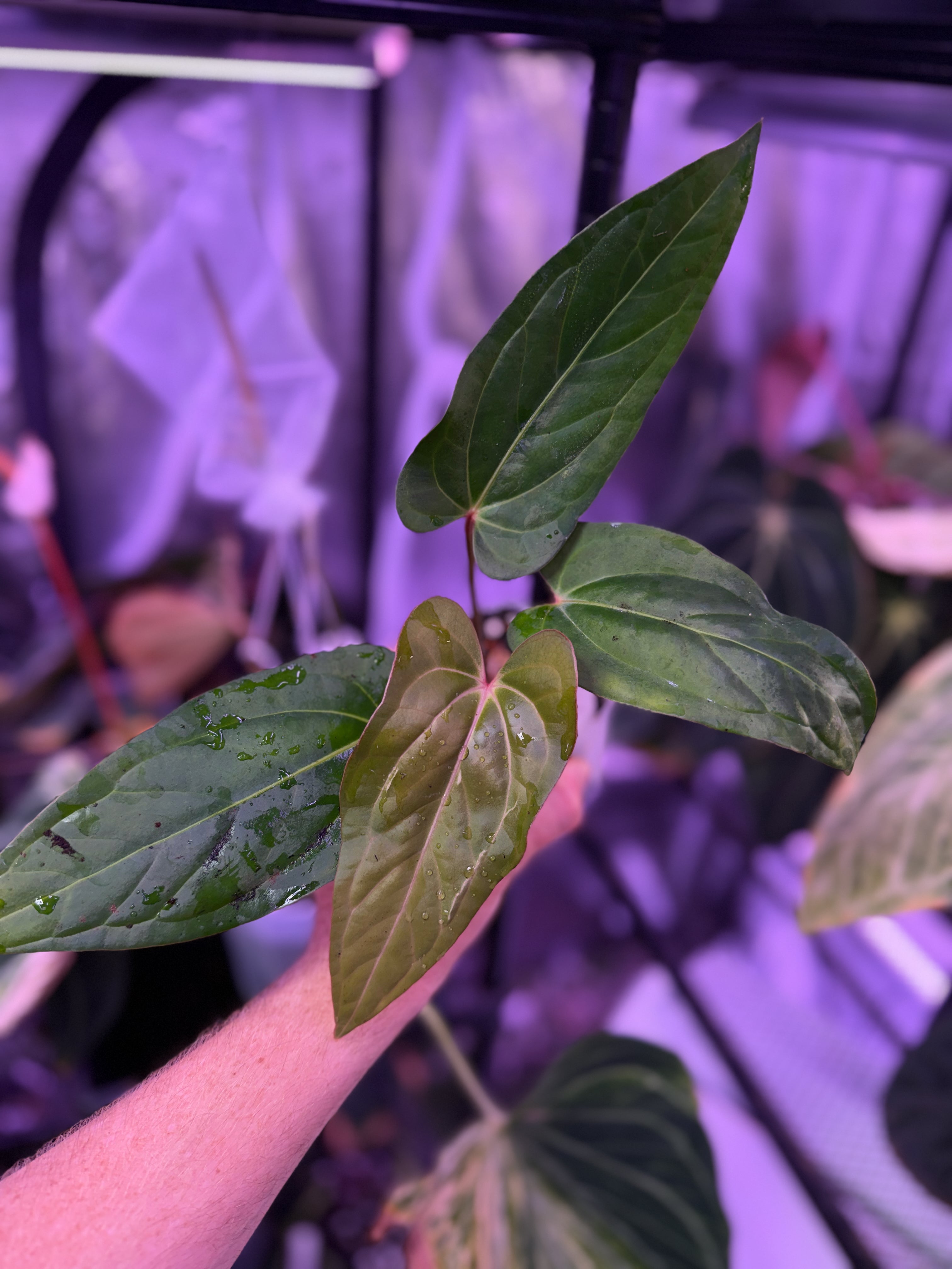 Anthurium carlablackiae RA15 x ustopoense 05