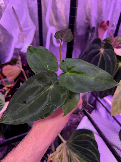 Anthurium forgettii x carlablackiae "Buz 1 x RA8"