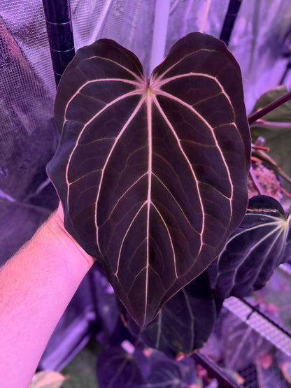 Anthurium carlablackiae Buz 1 X RA5x10