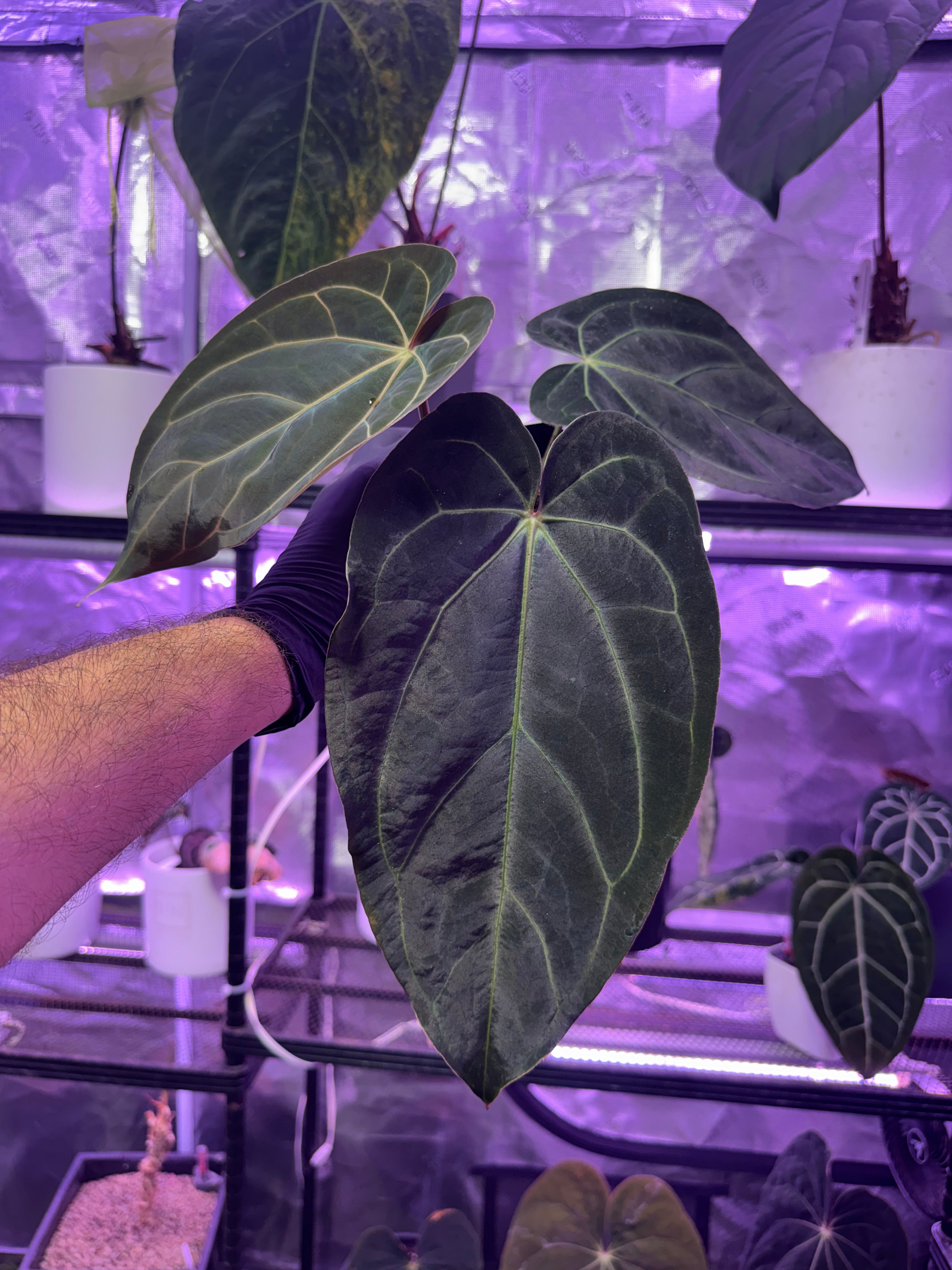 Products – Buz Plants