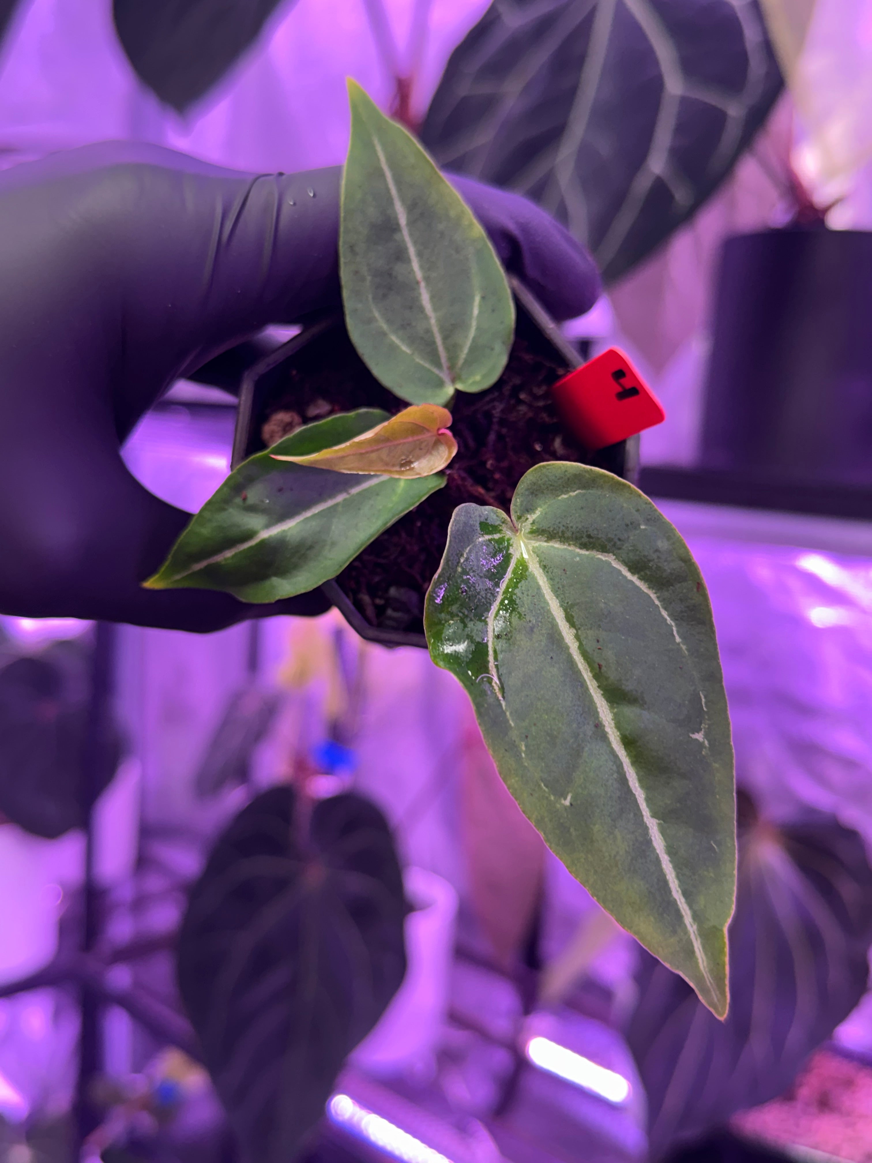 Available plants – Buz Plants