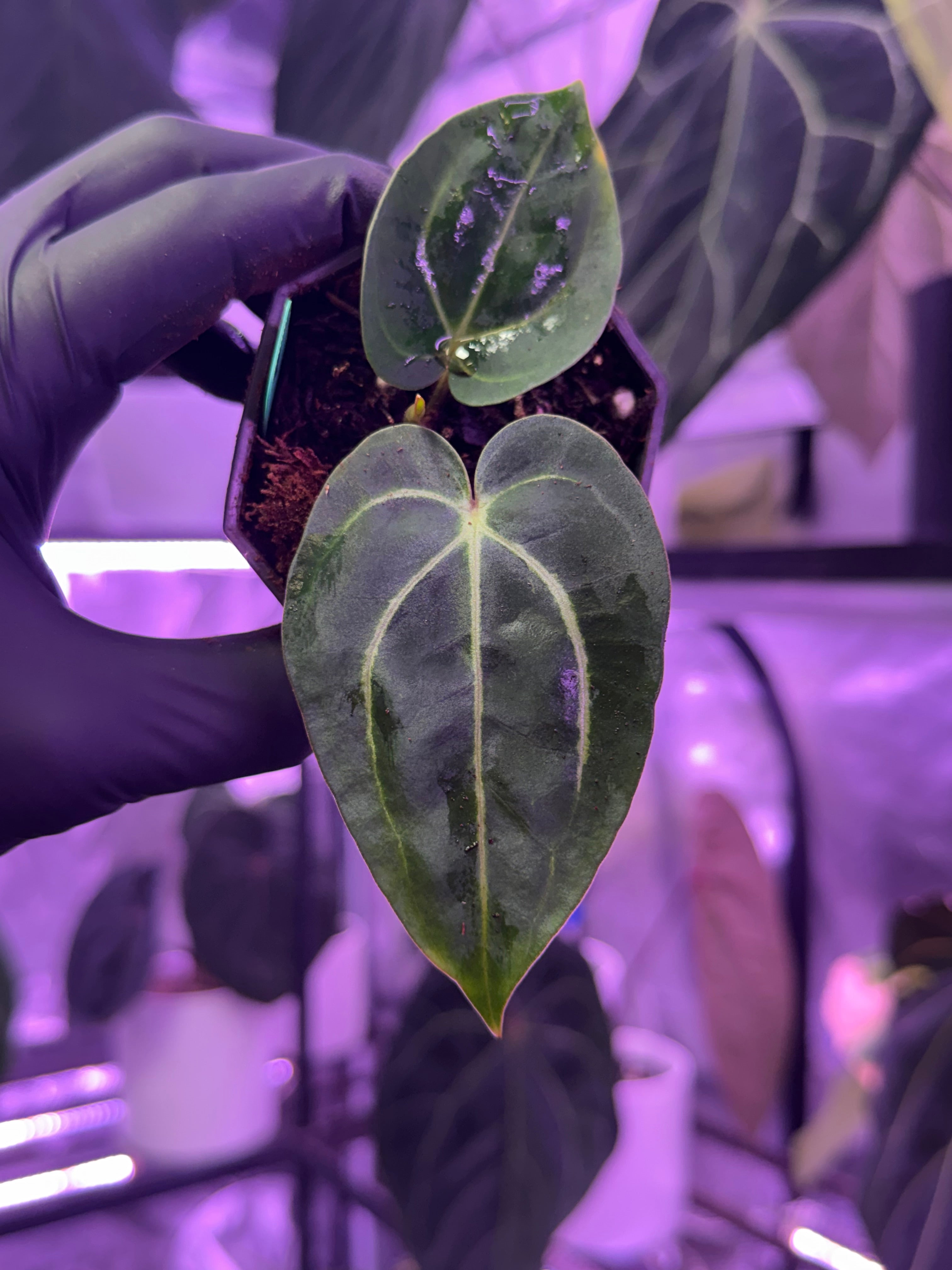 Anthurium carlablackiae "Buz 1 x RA8 #2" x carlablackiae "RA4"