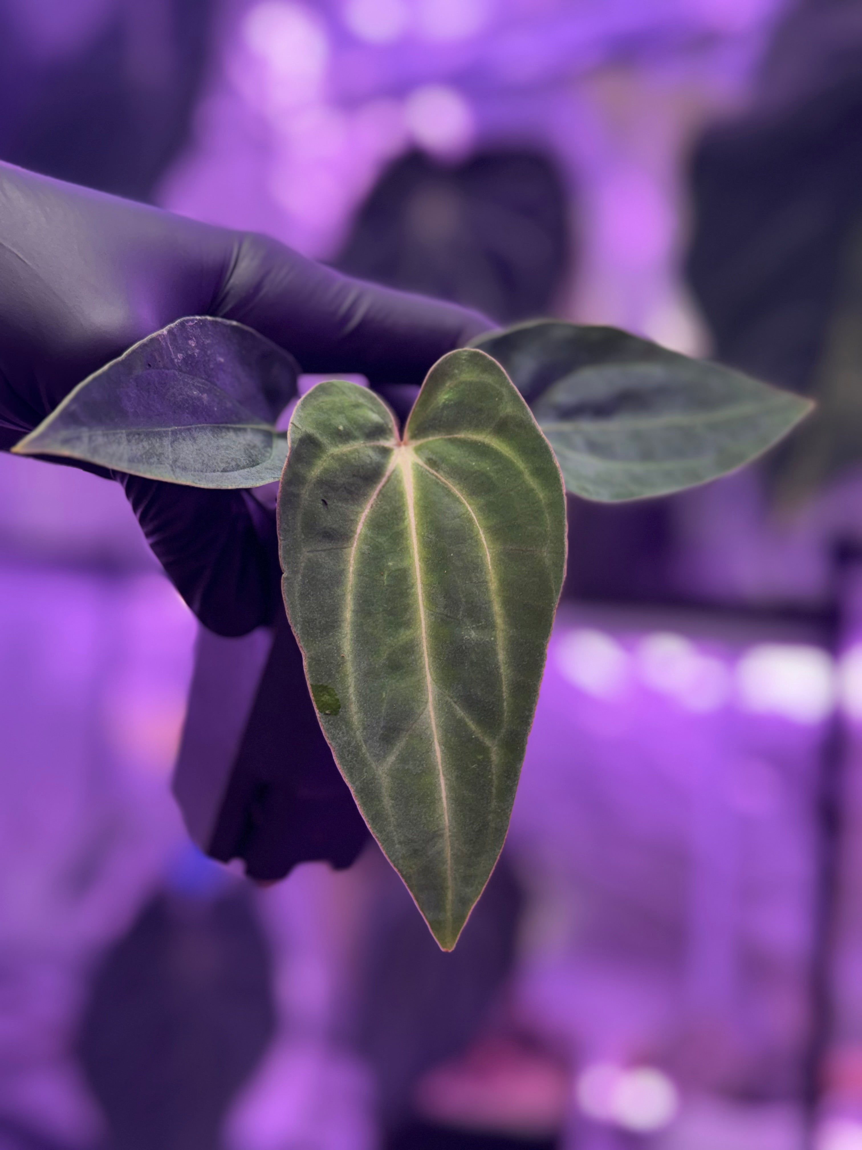 Available plants – Buz Plants