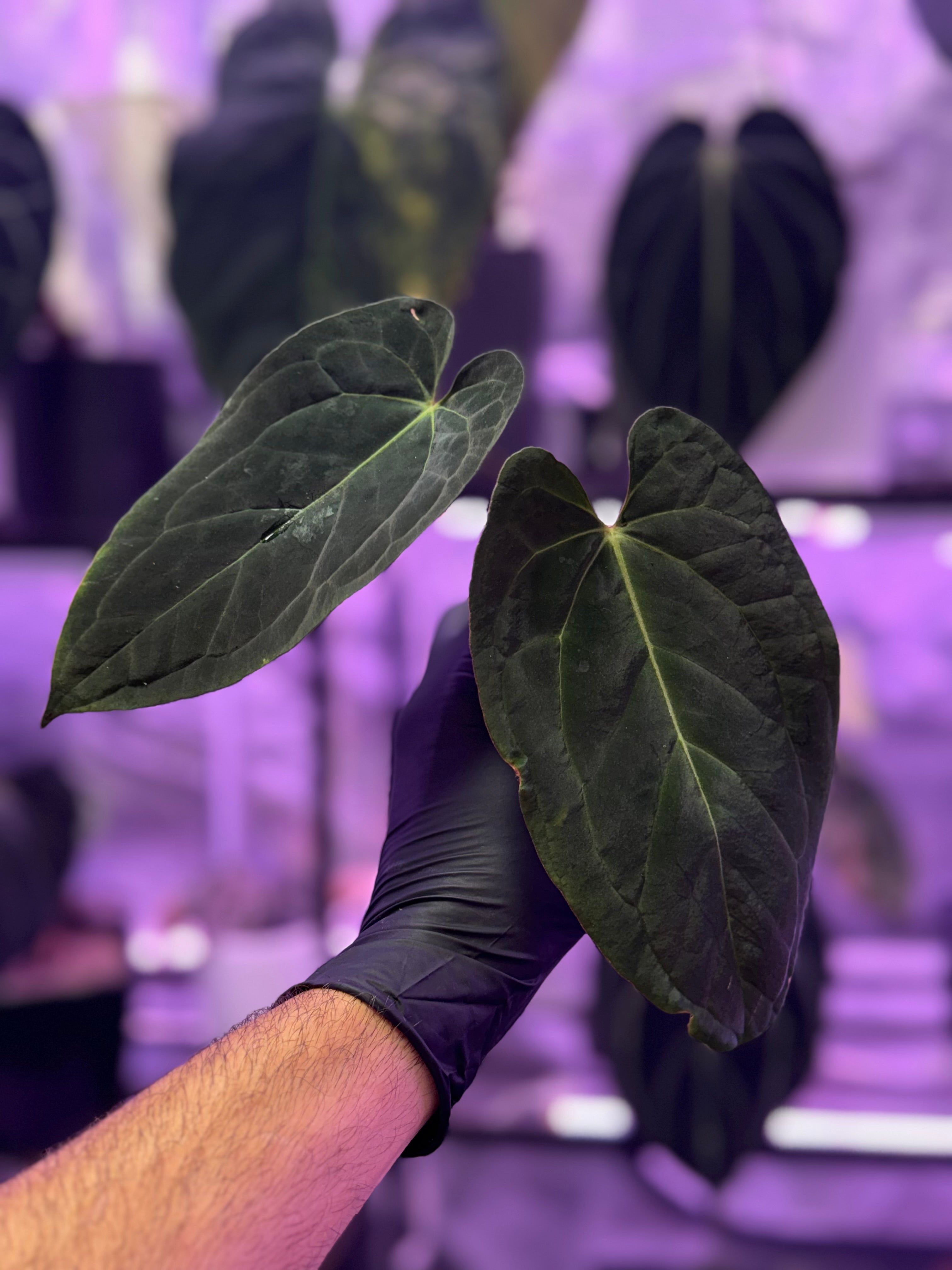 Available plants – Buz Plants