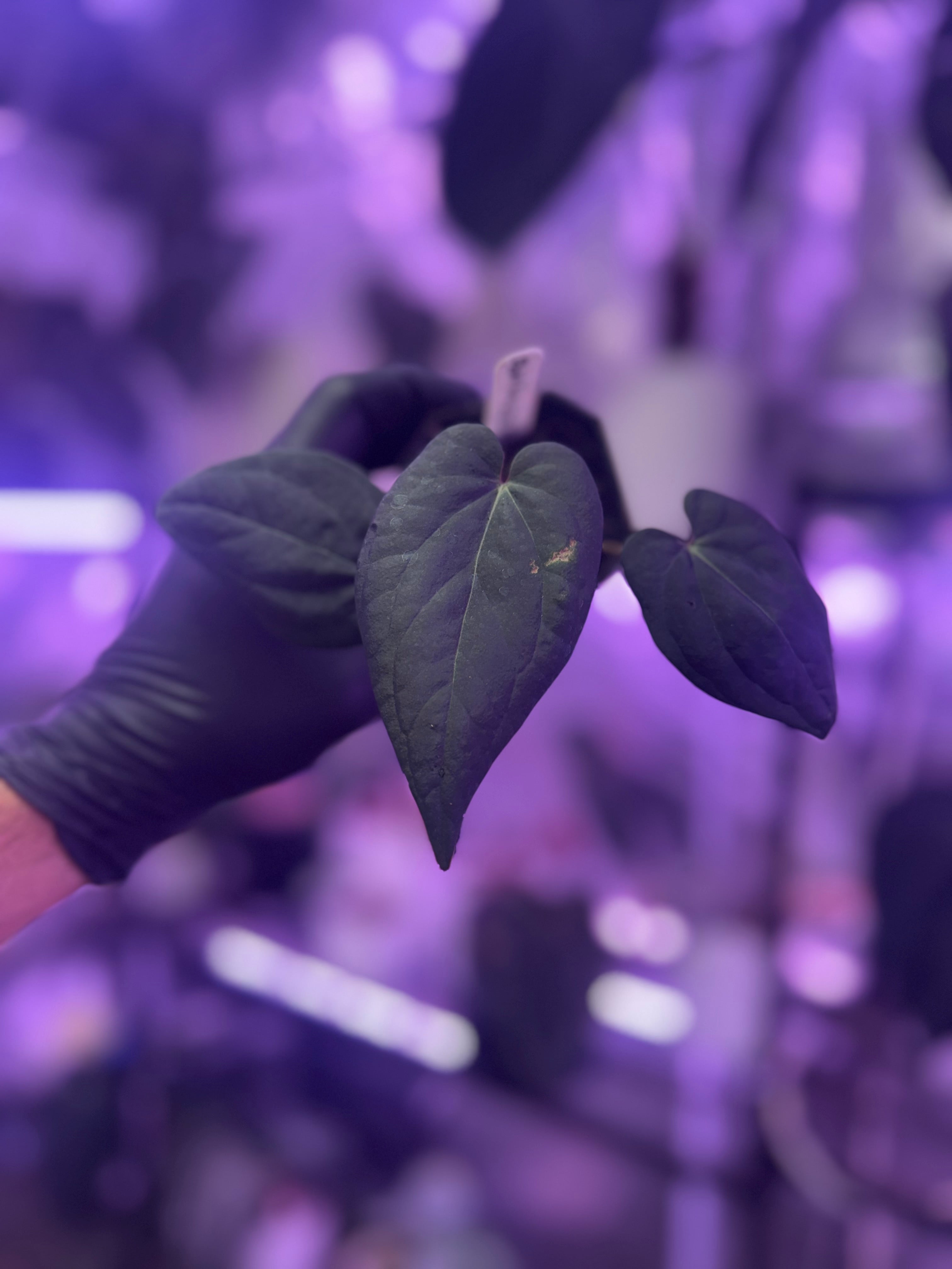 Available plants – Buz Plants