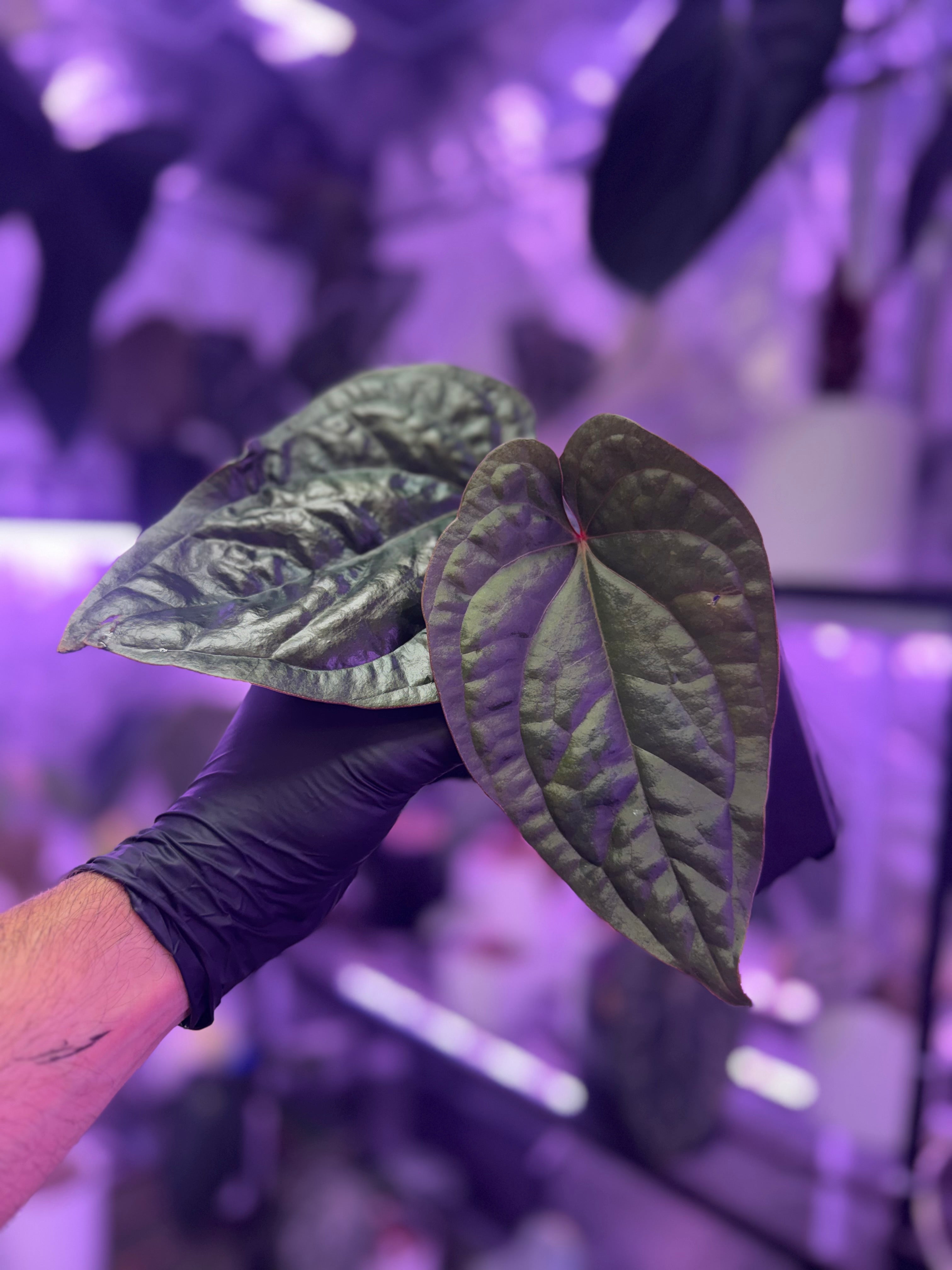 Available plants – Buz Plants